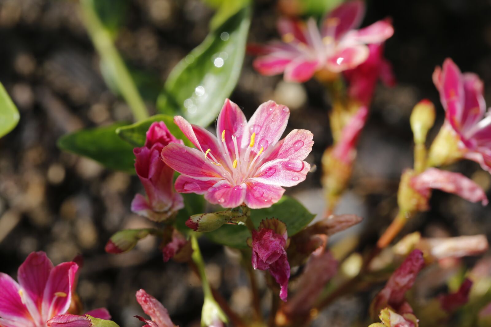 Canon EF 100mm F2.8L Macro IS USM sample photo. Flowers, garden, spring photography