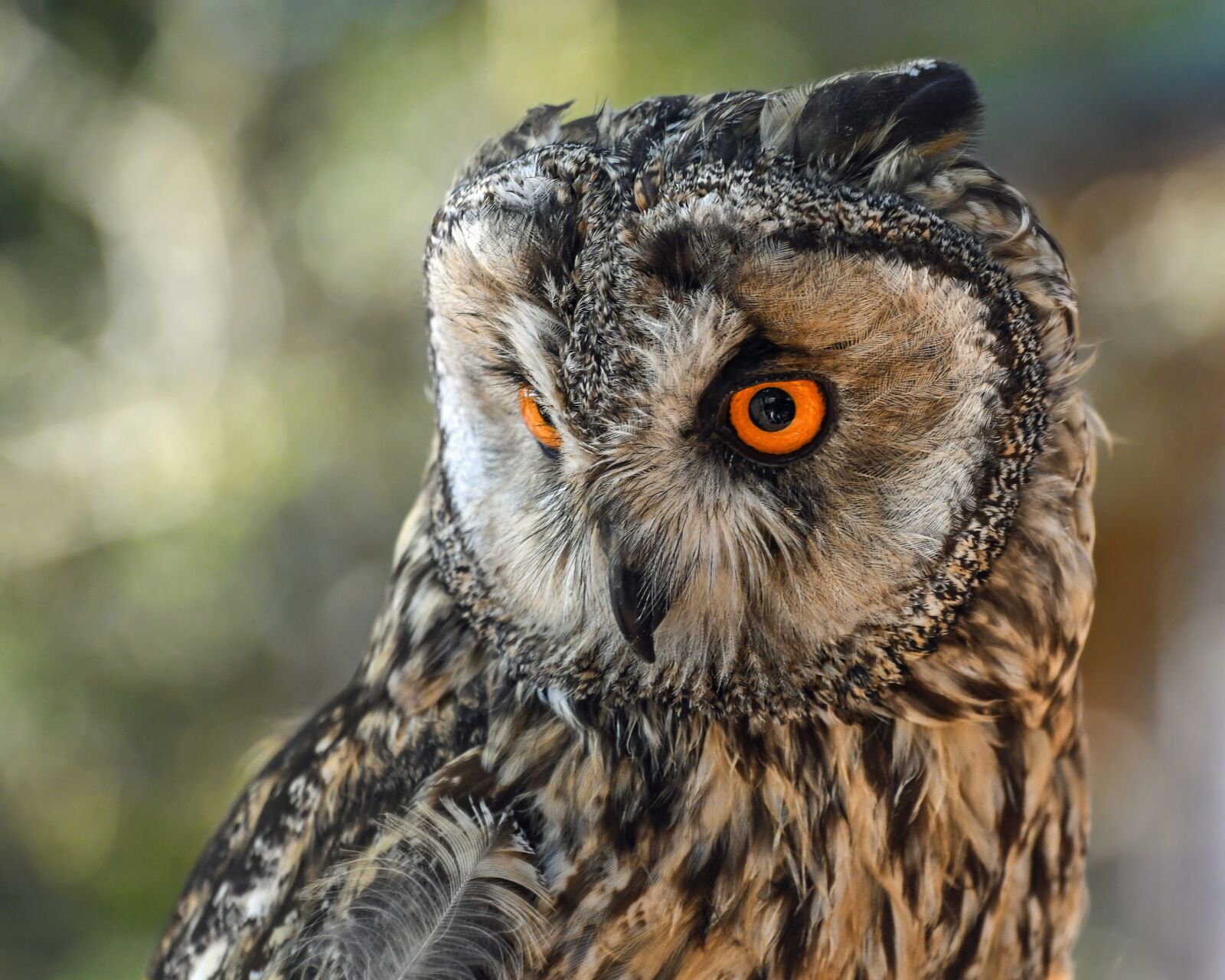 Nikon D500 sample photo. Owl, raptor, nocturne photography