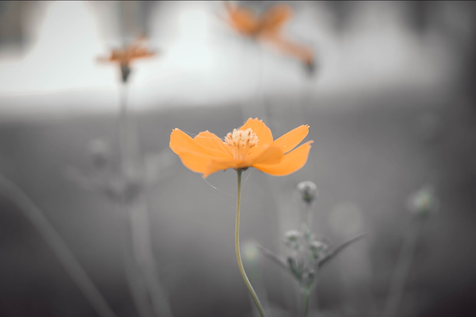 E 50mm F1.8 OSS sample photo. Blossom, bloom, lilies photography