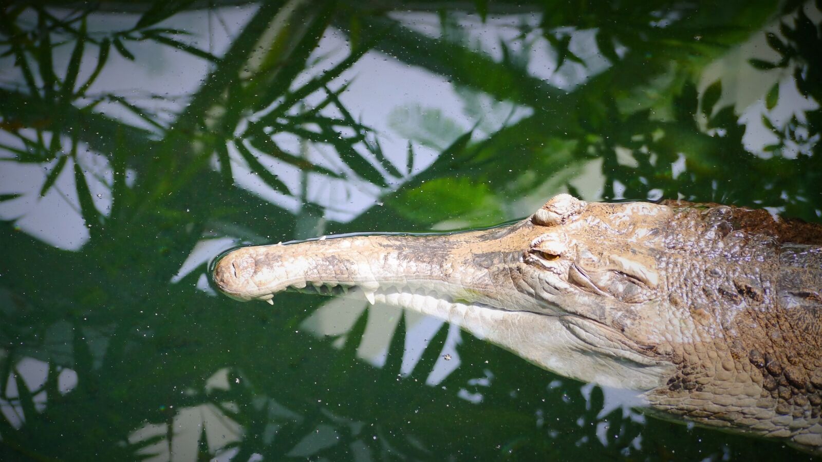 Panasonic Lumix DMC-G3 sample photo. Crocodile, predator, gavial photography