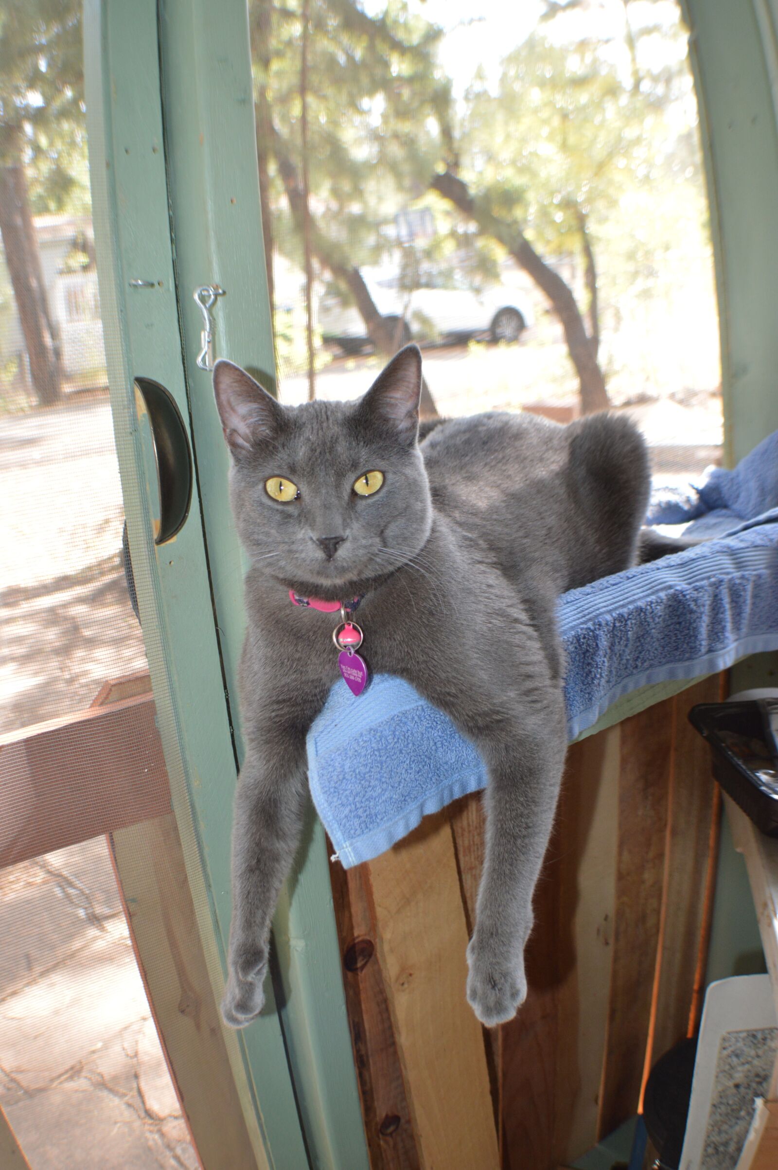 Nikon D3200 sample photo. Grey, cat, animal photography
