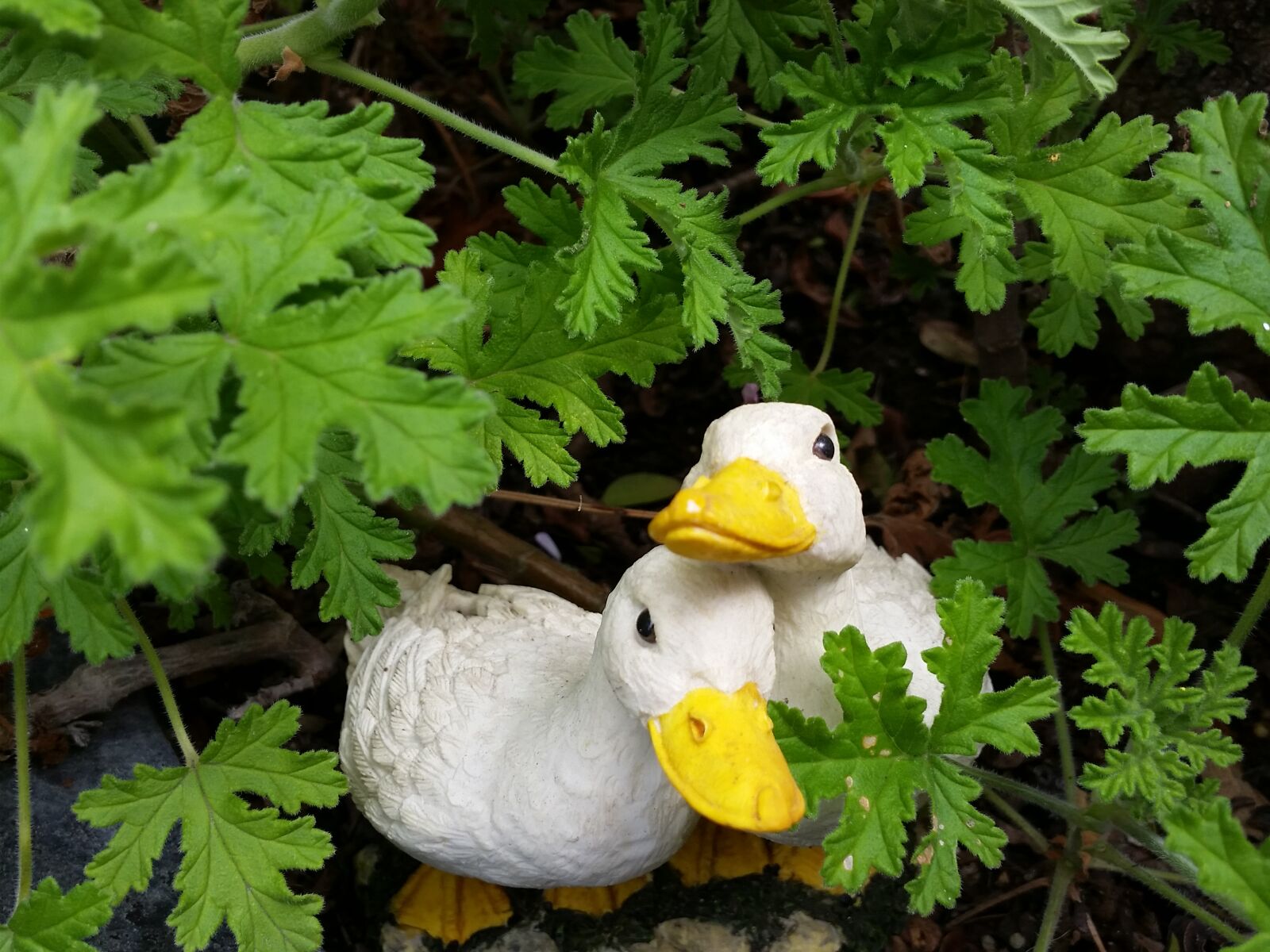 Samsung Galaxy S5 sample photo. Ducks, ducks, in, love photography