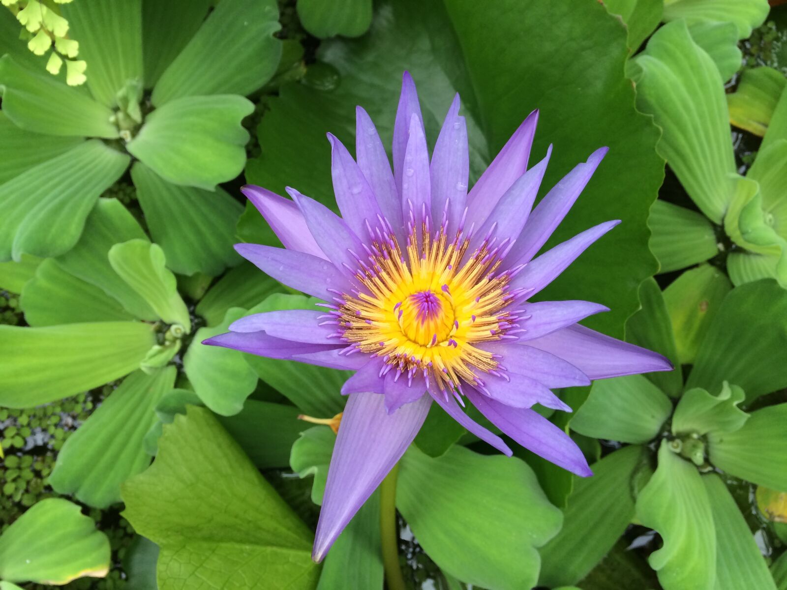 iPhone 5s back camera 4.15mm f/2.2 sample photo. Flower, green, violet photography
