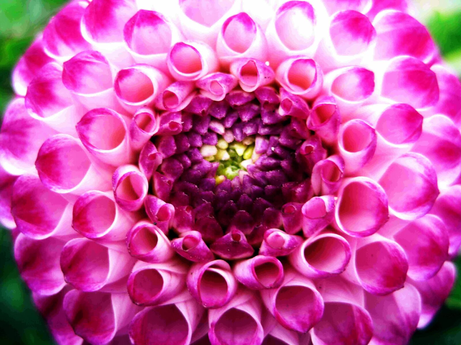 Canon PowerShot SD1200 IS (Digital IXUS 95 IS / IXY Digital 110 IS) sample photo. Dahlia, flower, garden, pink photography
