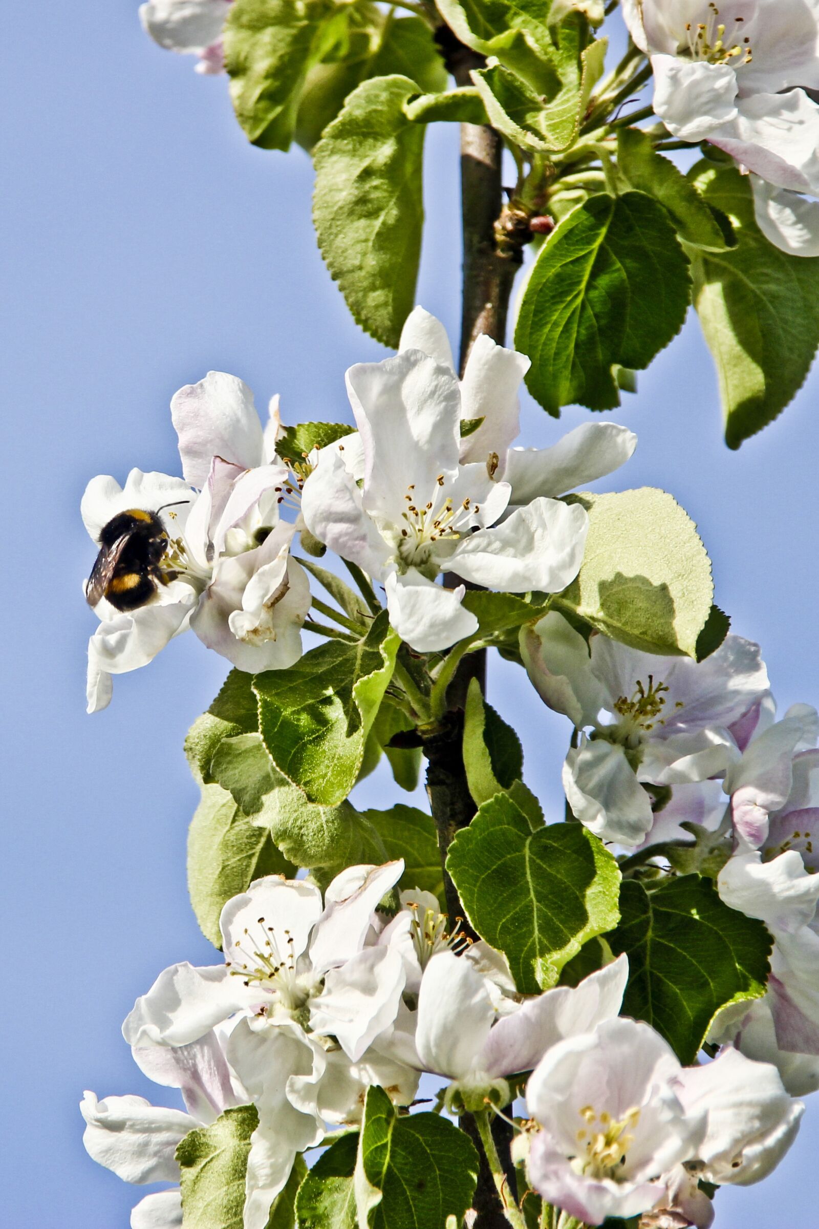Canon EOS 550D (EOS Rebel T2i / EOS Kiss X4) sample photo. Spring, apple tree, blooms photography