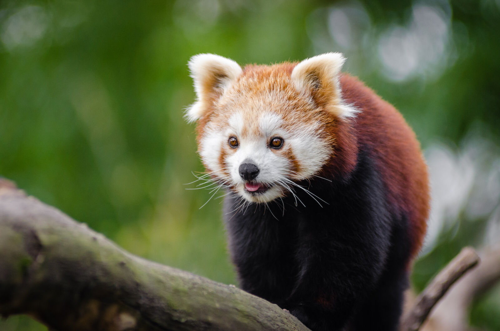 AF Zoom-Nikkor 80-200mm f/2.8 ED sample photo. Red, panda, at, daytime photography