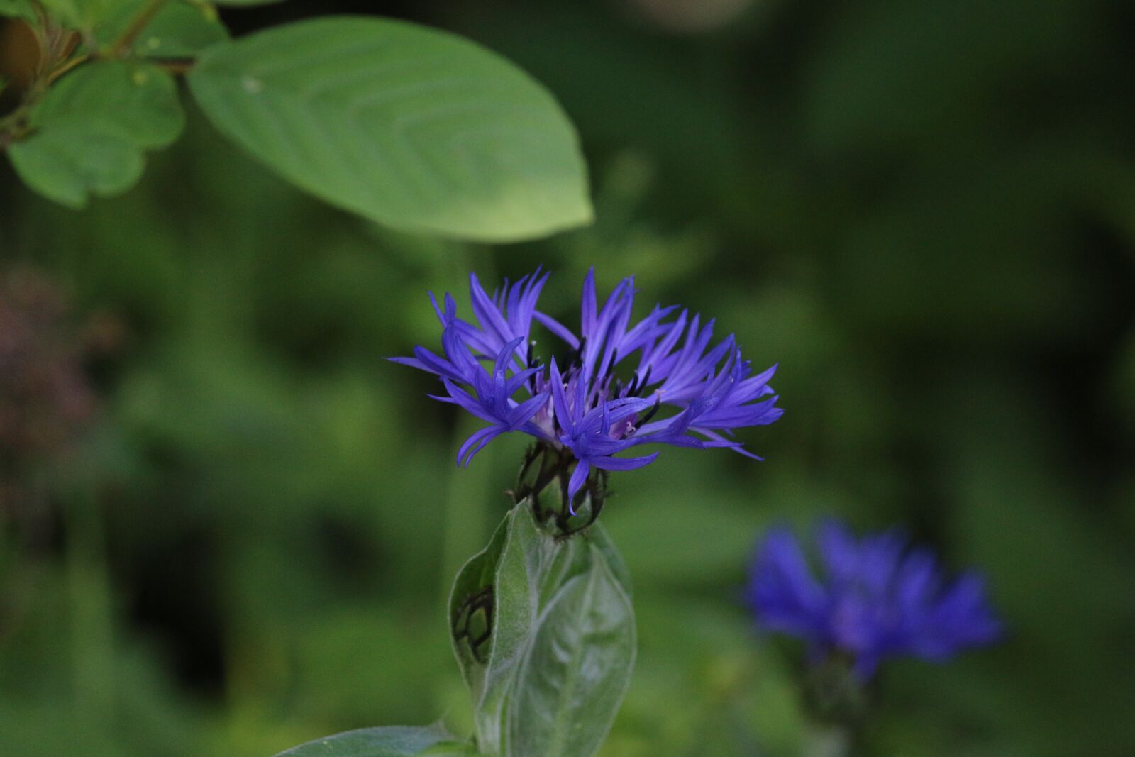 Canon EOS 70D + Canon EF-S 55-250mm F4-5.6 IS II sample photo. Knapweed, blue flower, wild photography