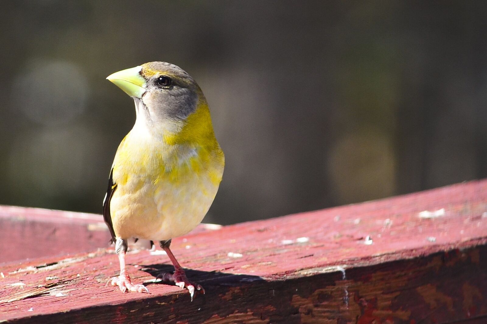 Nikon D5100 sample photo. Mont-tremblant, bird, animal photography