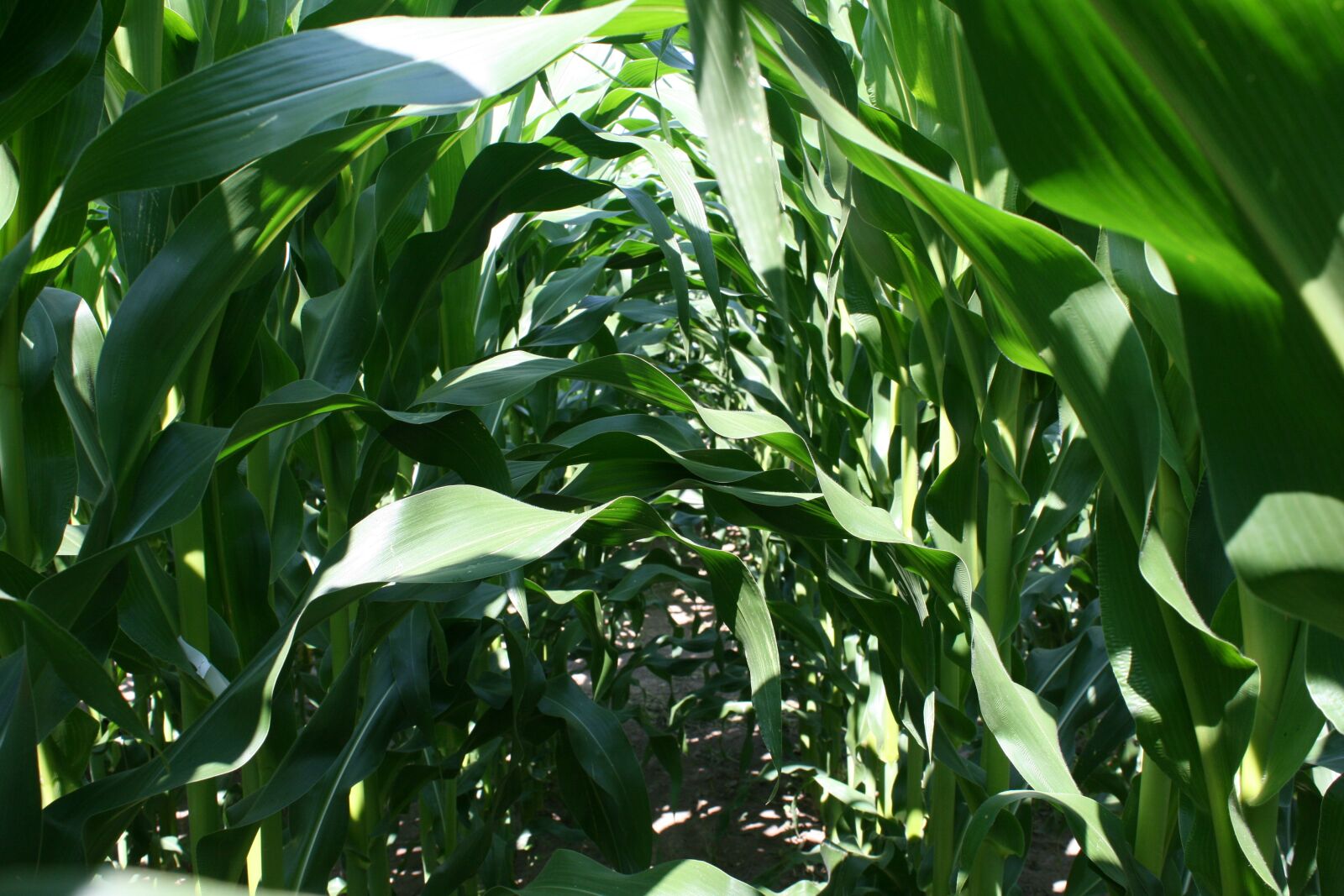 Canon EOS 400D (EOS Digital Rebel XTi / EOS Kiss Digital X) sample photo. Corn, corn leaves, tunnel photography