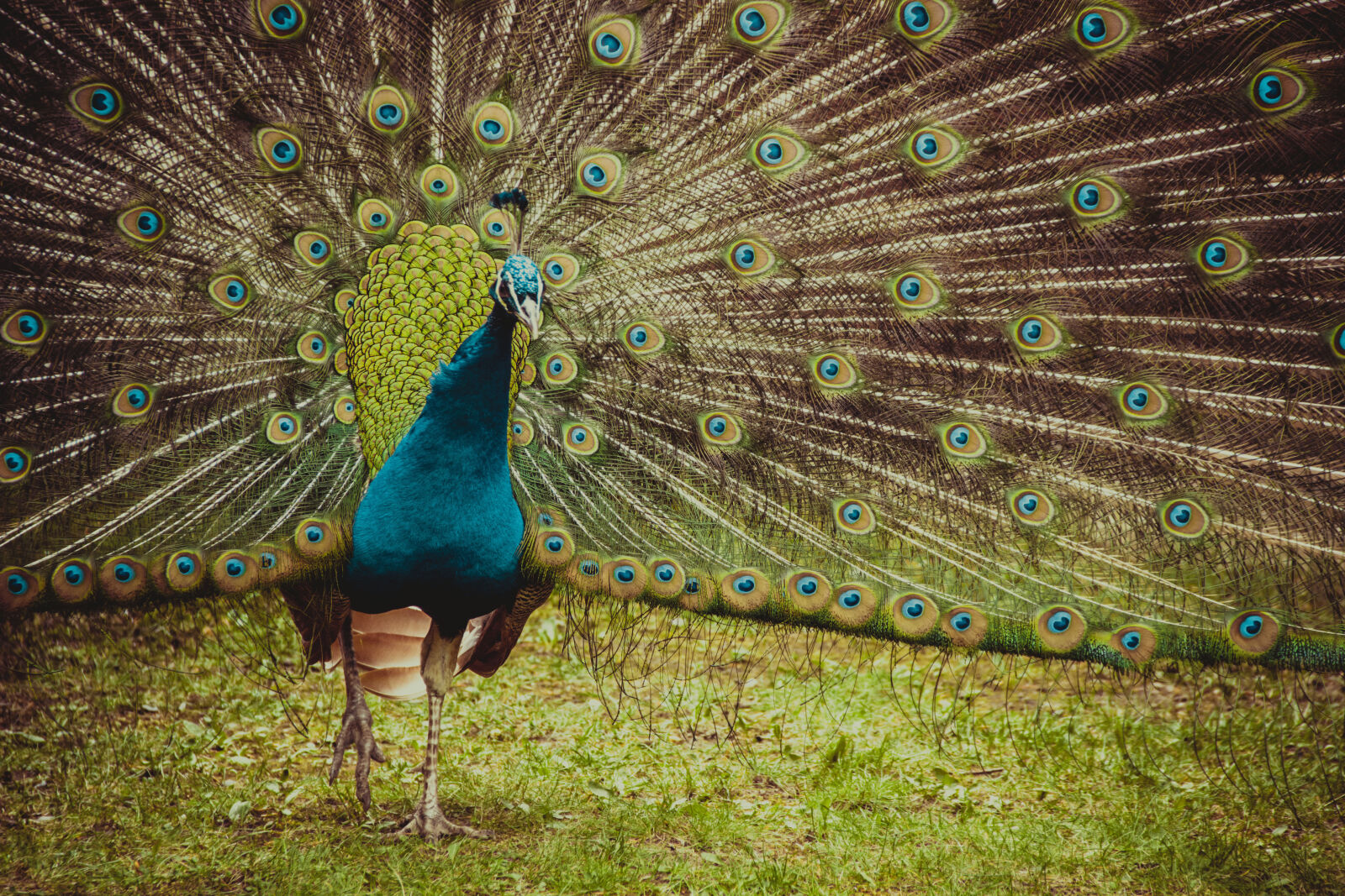 Canon EOS 600D (Rebel EOS T3i / EOS Kiss X5) sample photo. Animal, peacock, pszczyna photography