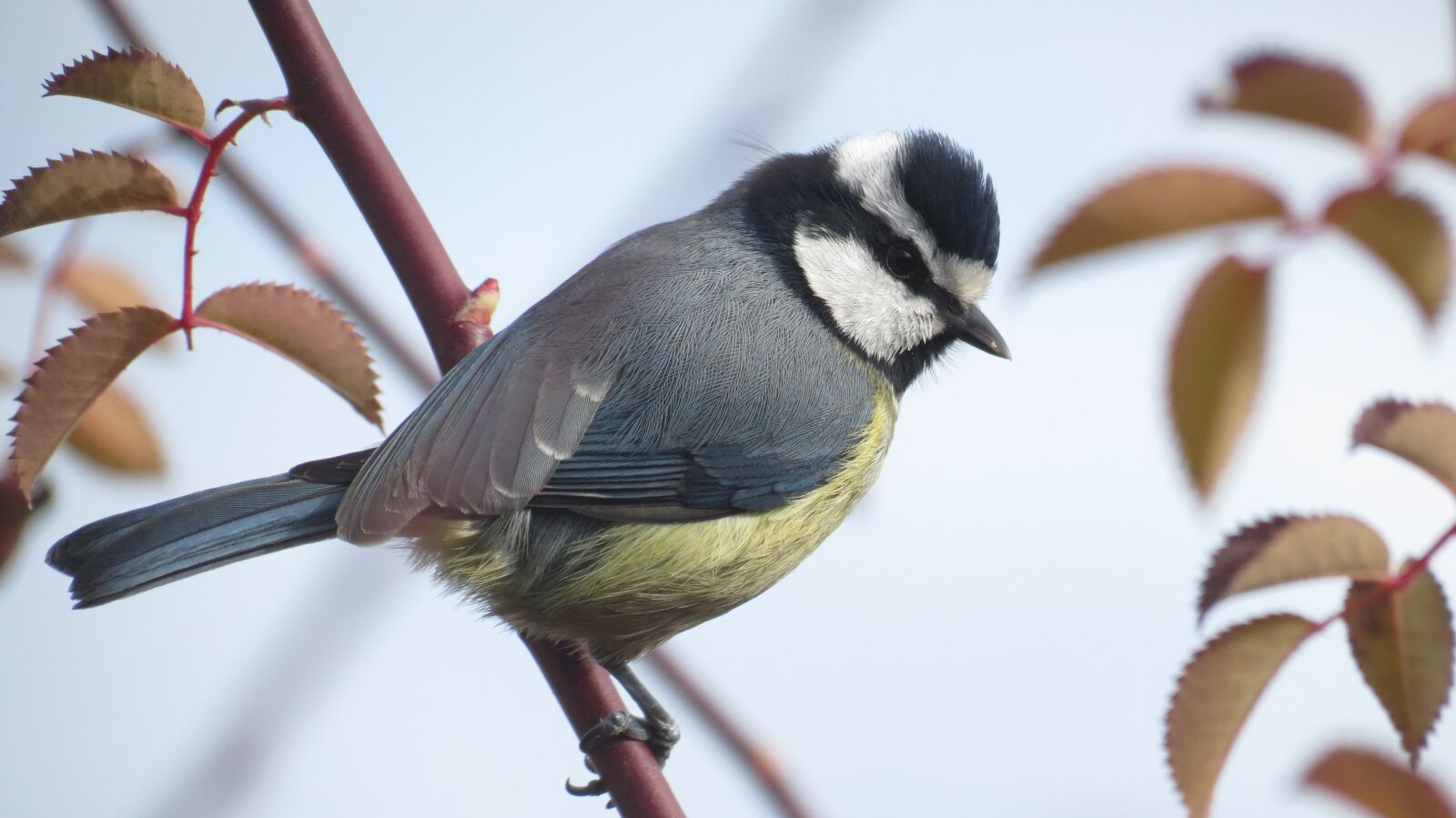 Canon PowerShot SX40 HS sample photo. African blue tit, bird photography