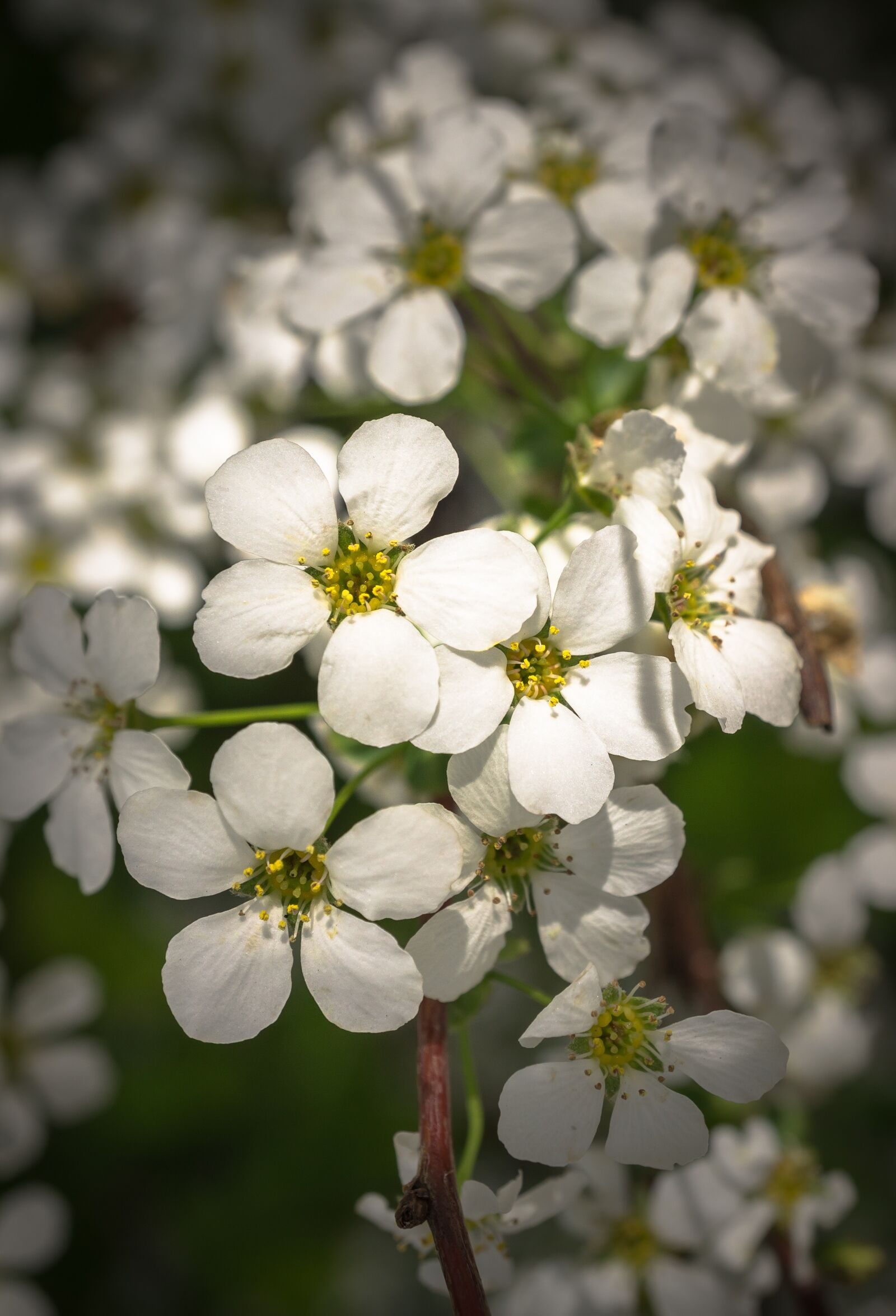 Sony Alpha NEX-5N sample photo. Meadowsweet trees, meadowsweet flower photography