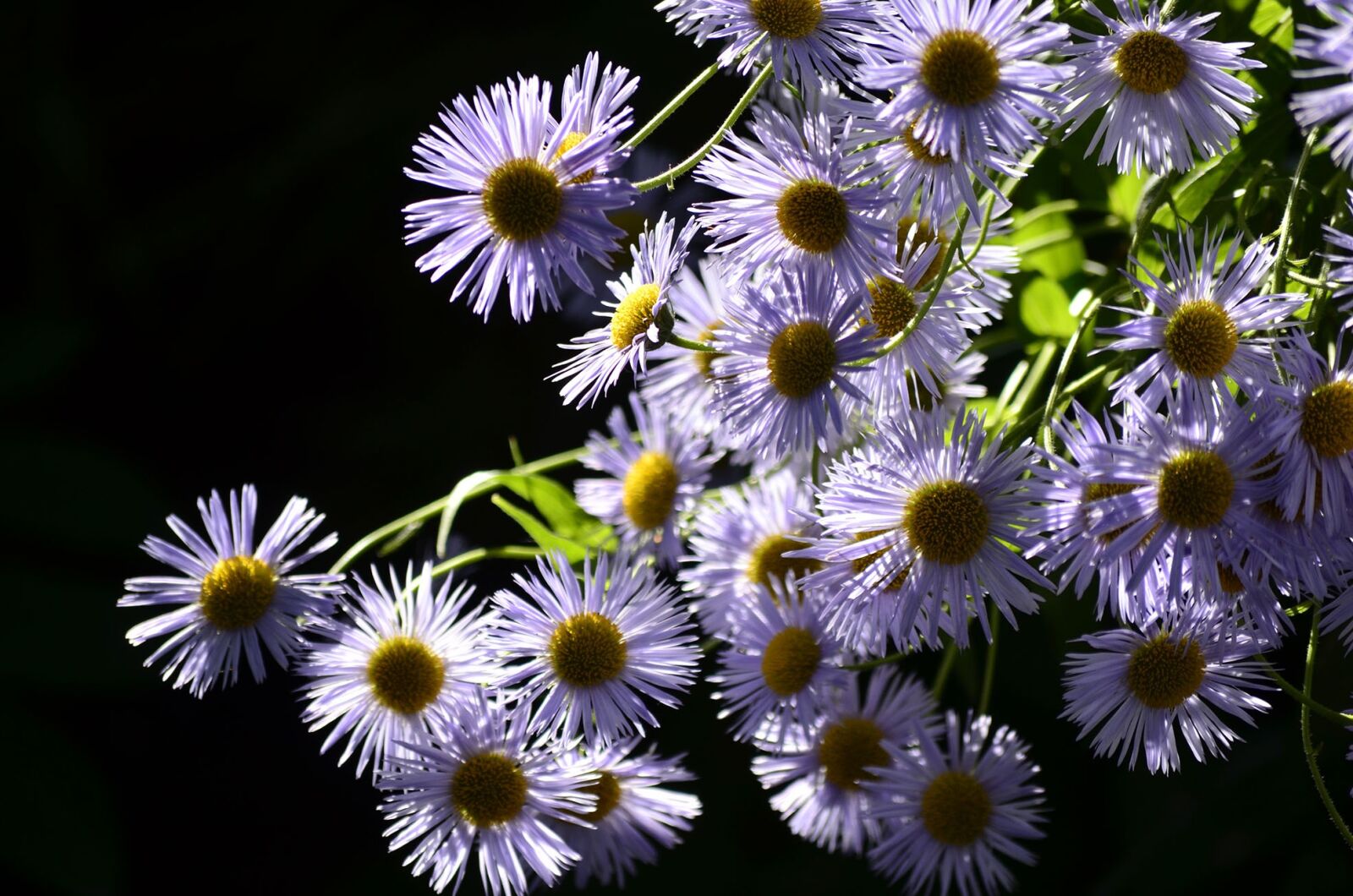Nikon D5100 sample photo. Flowers, plants, nature photography