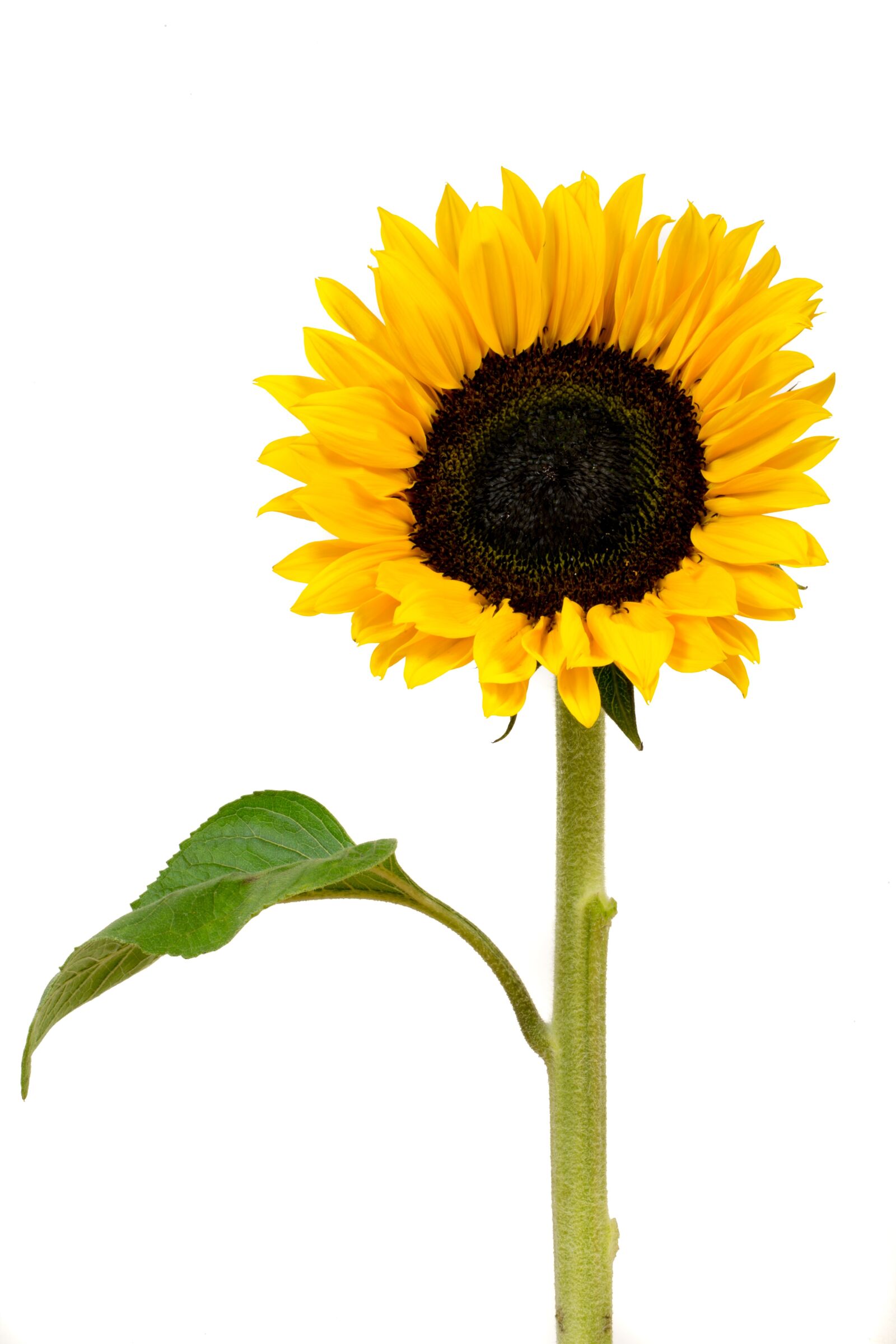 Canon EF 100mm F2.8L Macro IS USM sample photo. Sunflower, yellow, flower photography