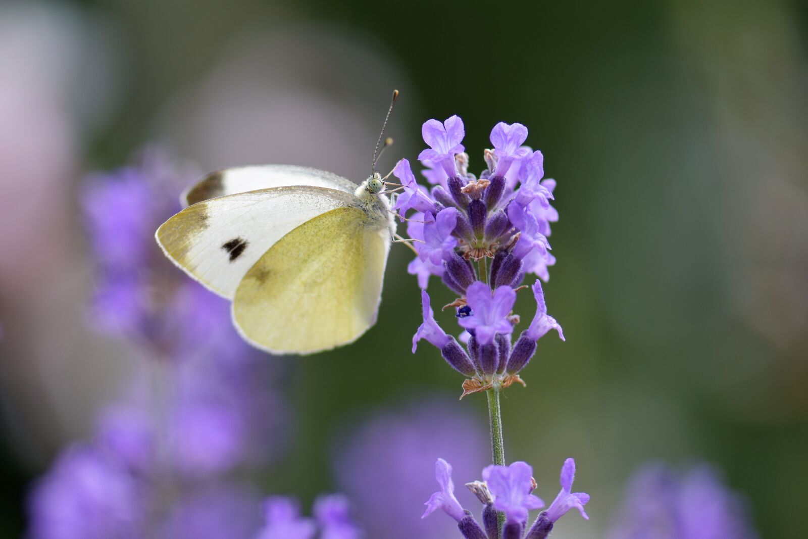 Nikon D5500 sample photo. Butterfly, lavender, flower photography