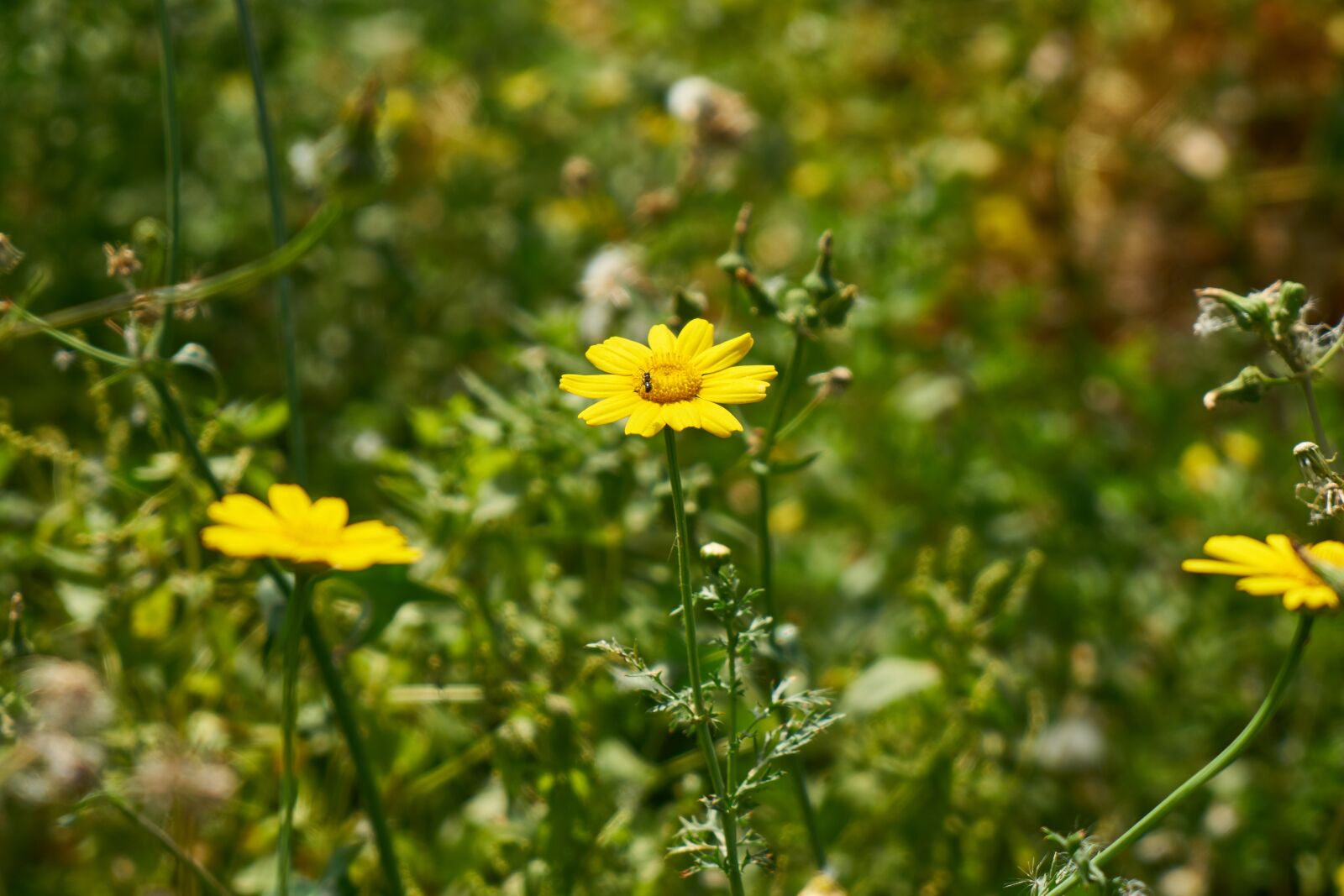 Sony a7R II sample photo. Daisy, yellow, nature photography