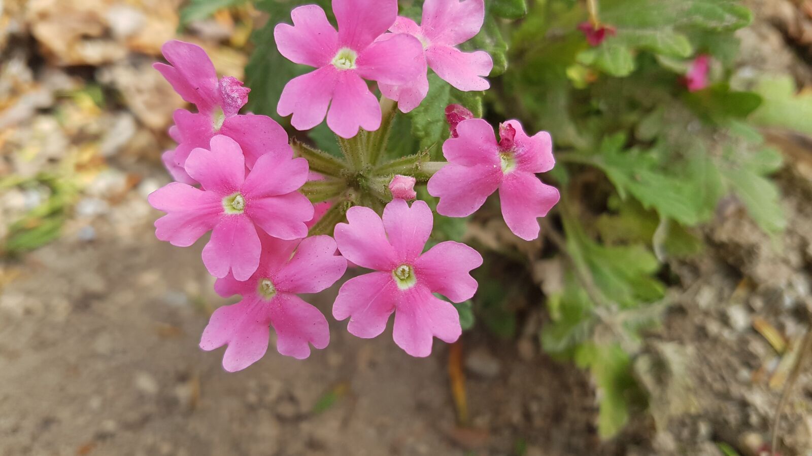 Samsung Galaxy S7 sample photo. Flowers, pink flowers, spring photography