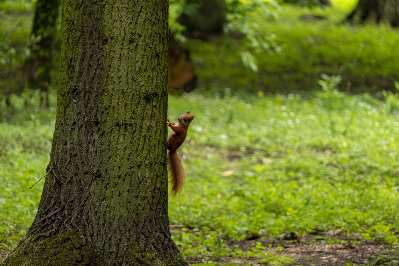 Panasonic Lumix DMC-FZ2500 (Lumix DMC-FZ2000) sample photo. The squirrel, park, tree photography