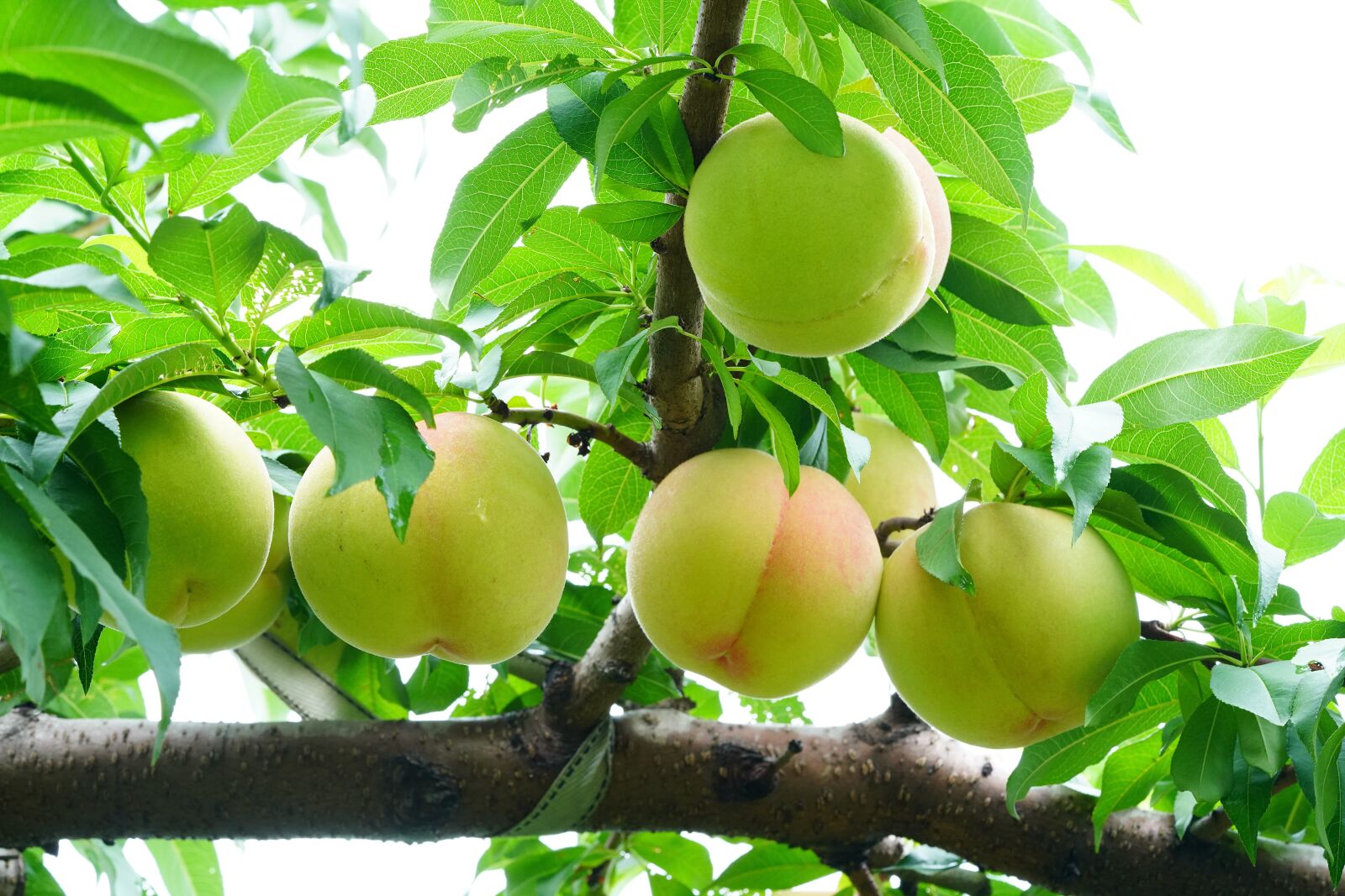 Sony a7R III sample photo. Peach, fruit, orchard photography