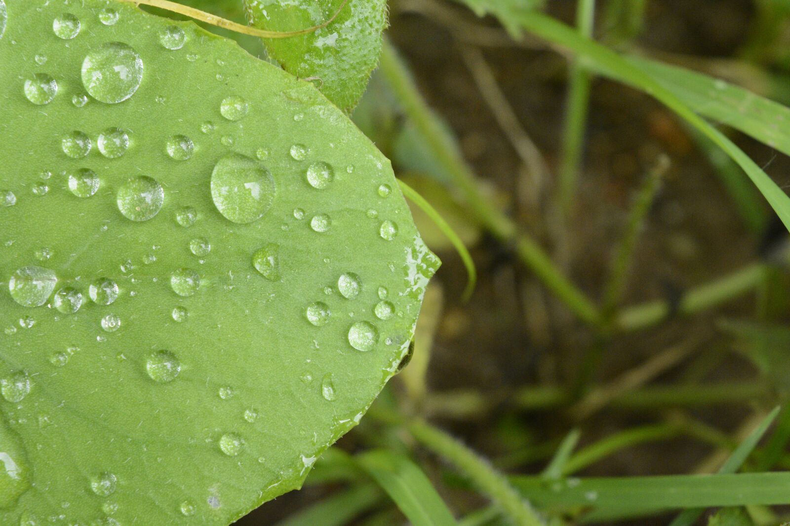 Nikon D5200 sample photo. Green leaf, leaf with photography