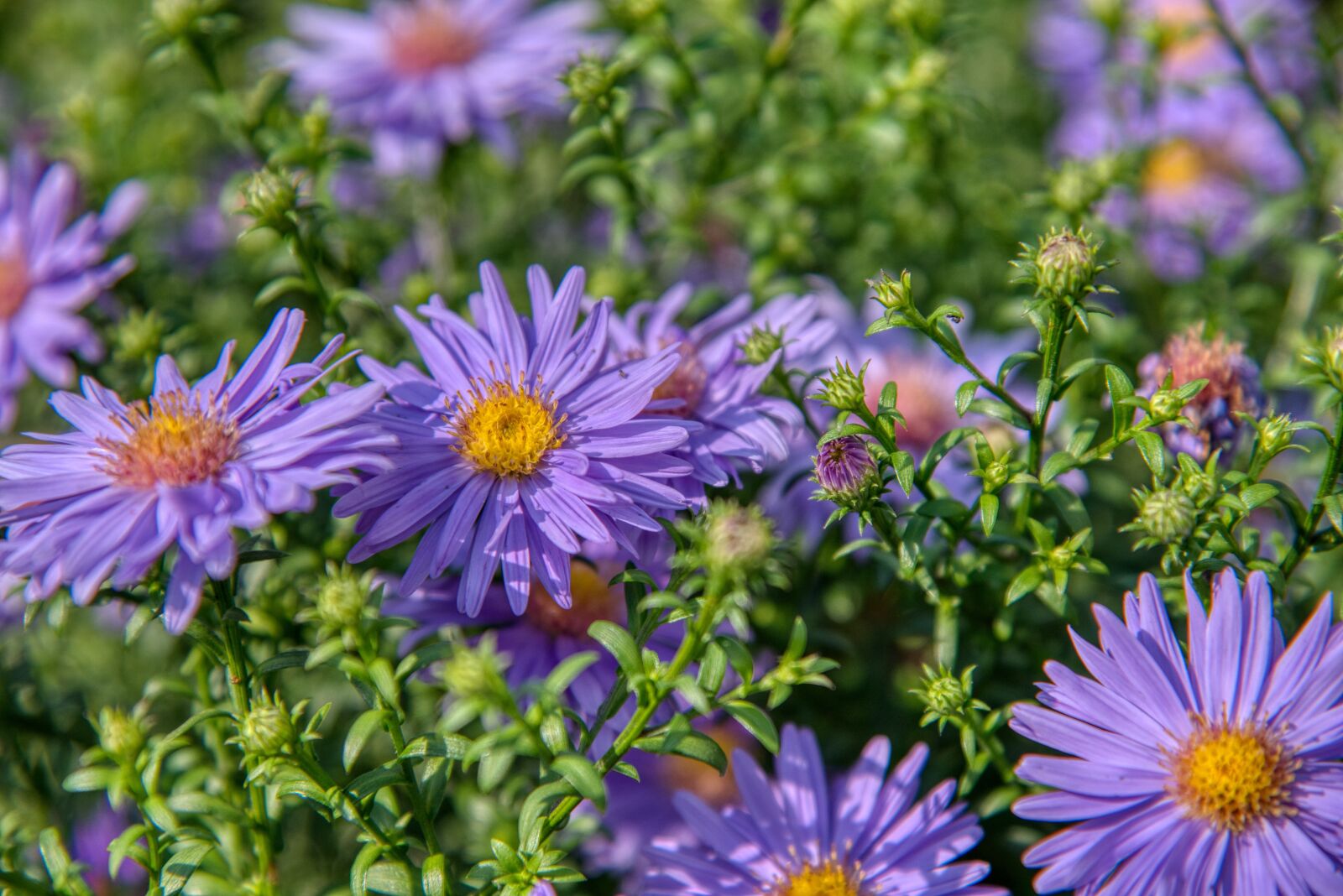 Nikon D750 sample photo. Aster, composites, autumn flower photography