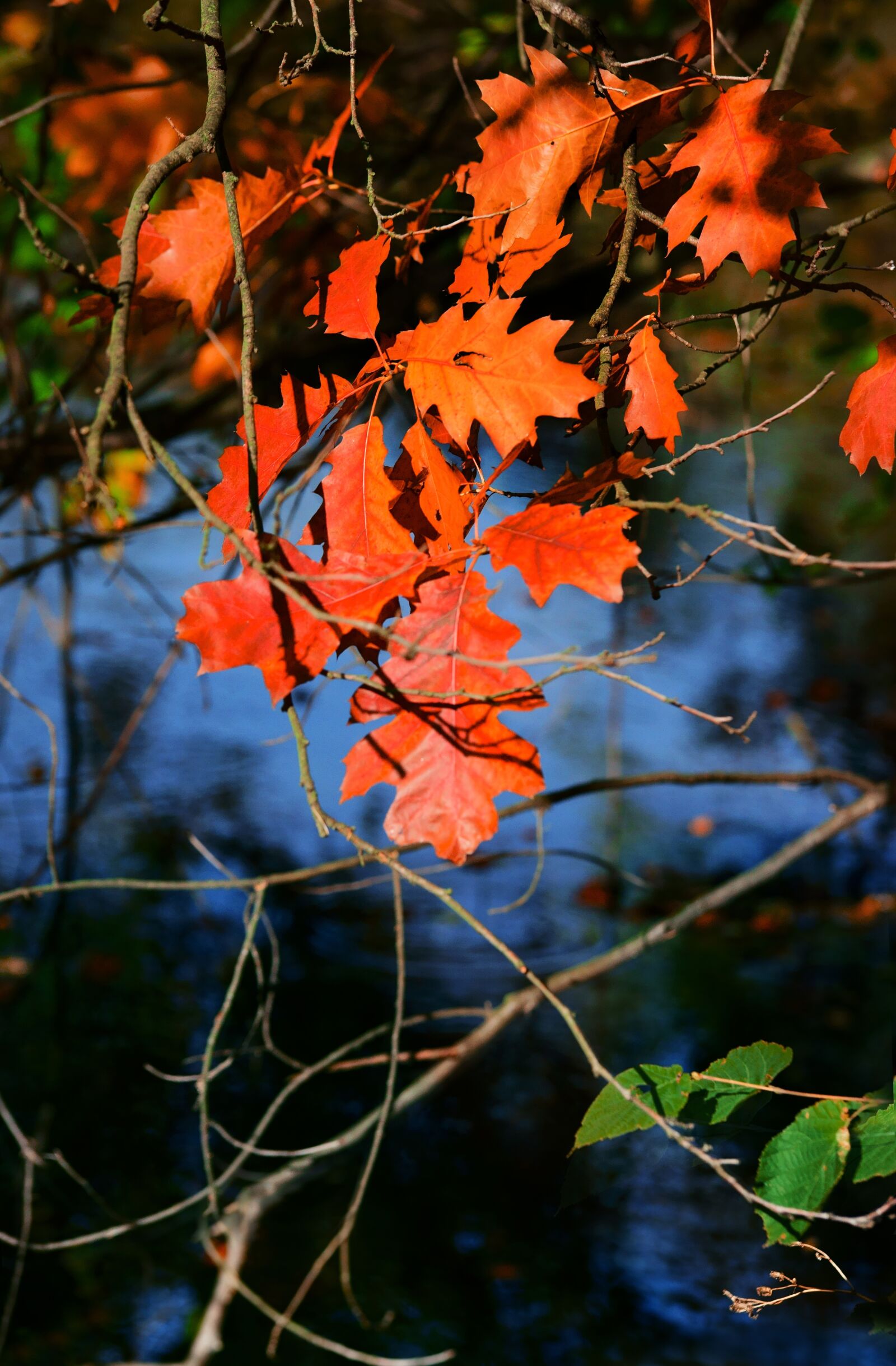 Sony a7 II sample photo. Nature, autumn, water photography