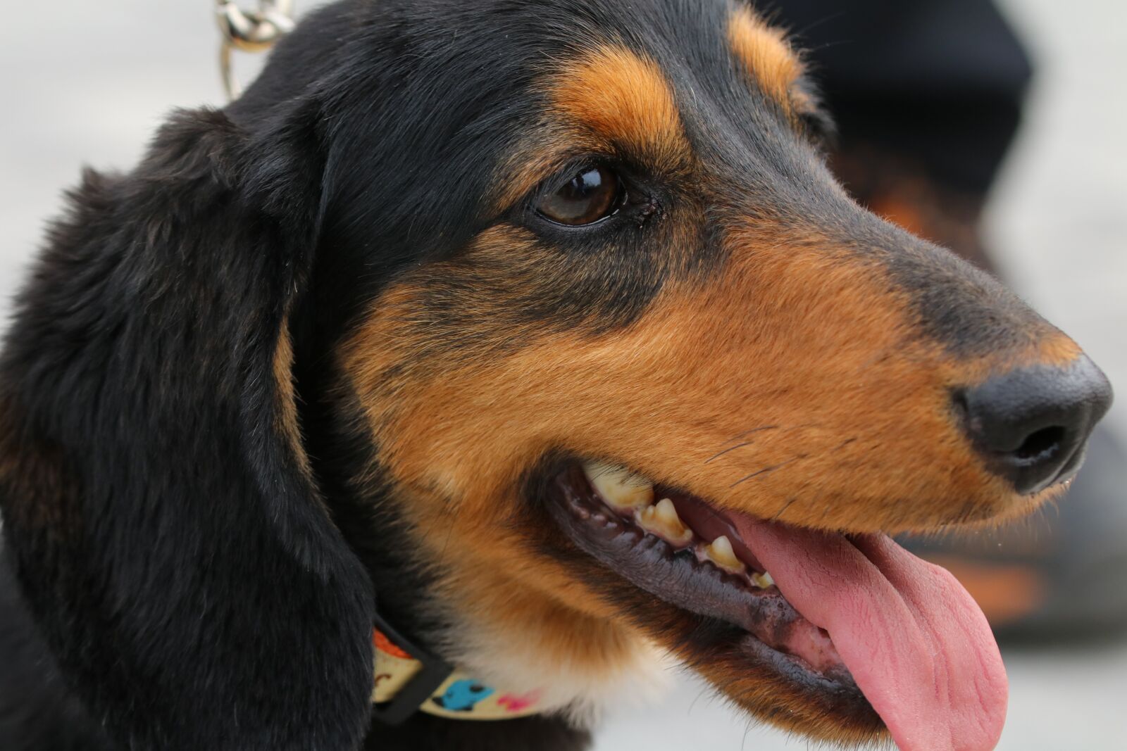 Canon EOS 750D (EOS Rebel T6i / EOS Kiss X8i) sample photo. Dog, puppy, pet photography