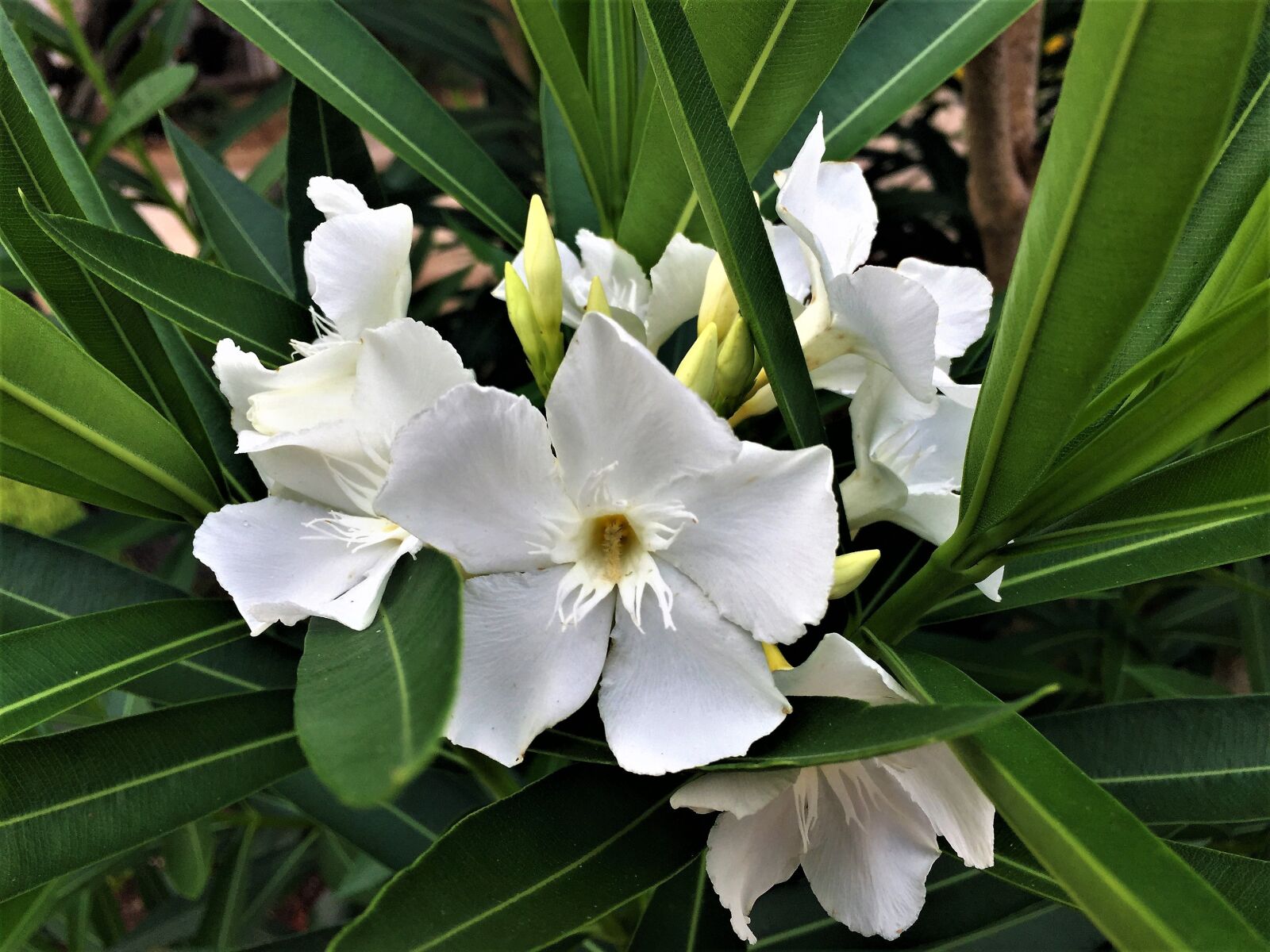 iPhone 6 Plus back camera 4.15mm f/2.2 sample photo. Flower, white, green photography