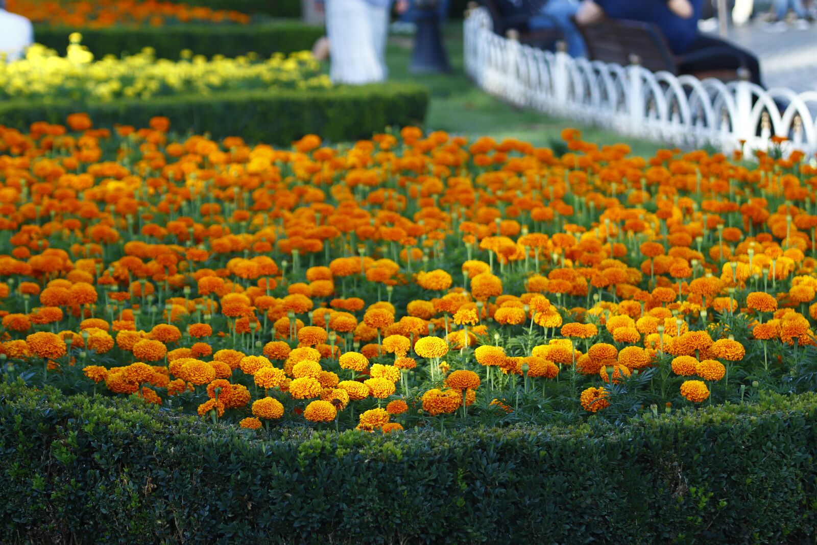 Canon EOS 200D (EOS Rebel SL2 / EOS Kiss X9) sample photo. Flowers, garden, landscape photography