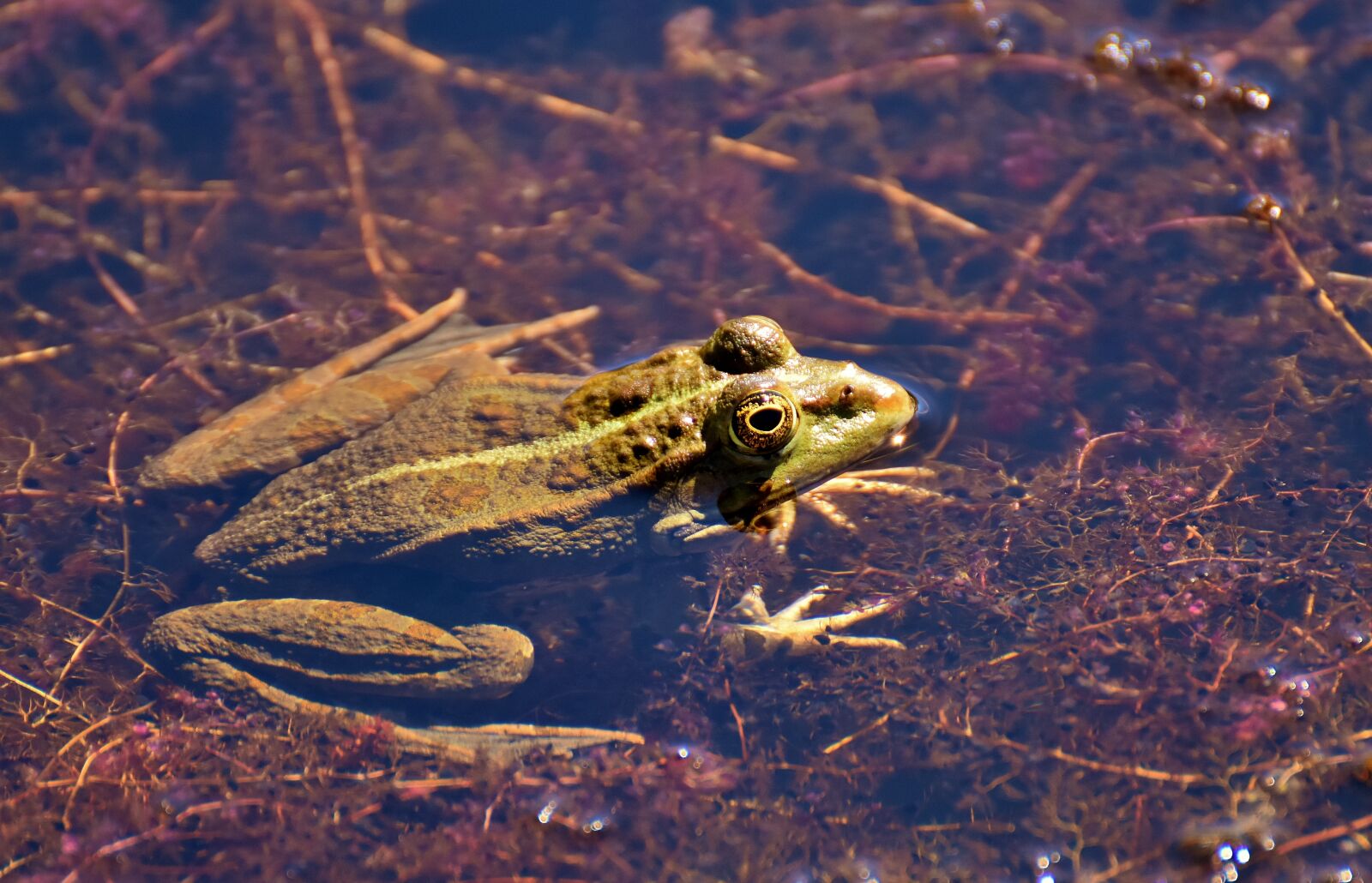 Nikon D7200 sample photo. Frog, pond, animal photography