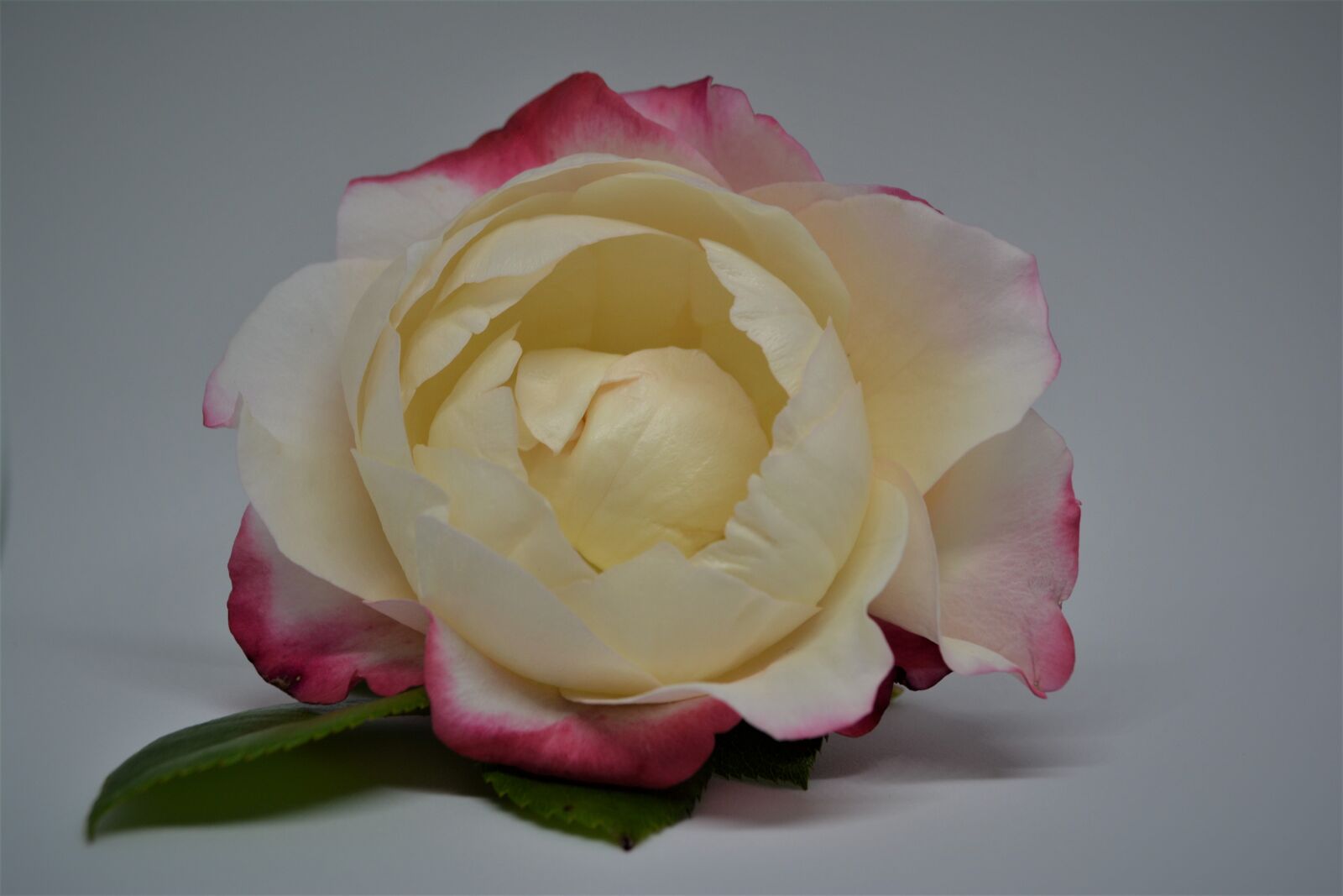 Nikon D5200 sample photo. Rose, scented rose, blossom photography