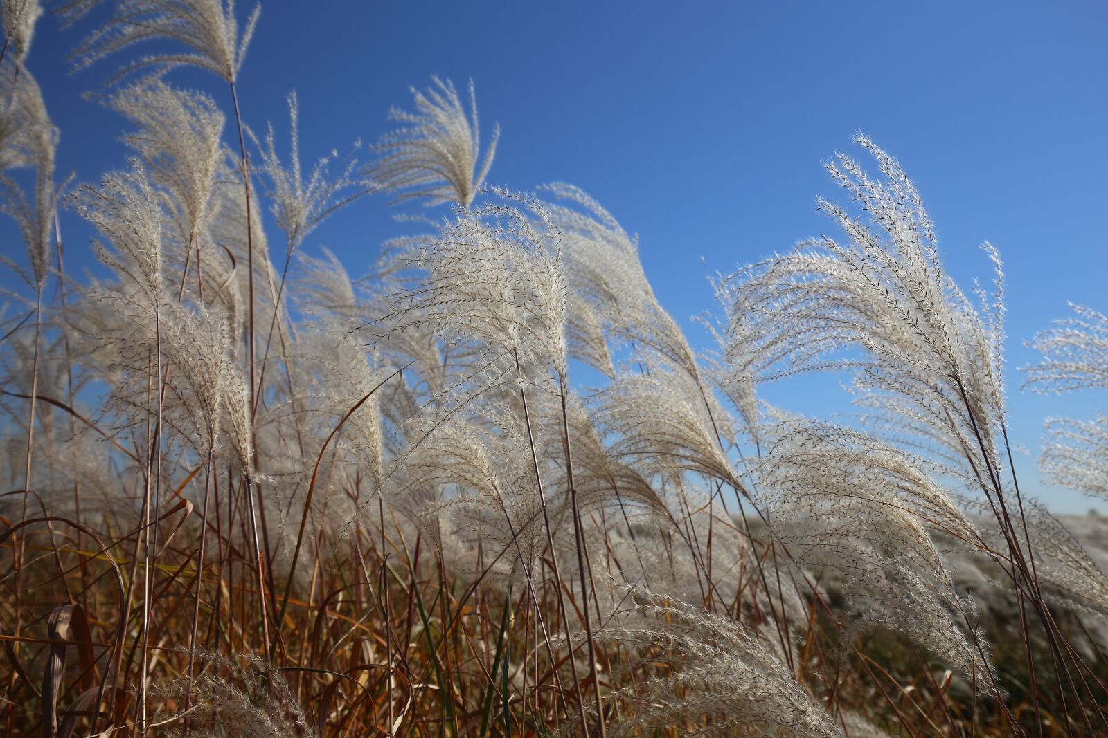 Canon EOS 6D + Canon EF 16-35mm F4L IS USM sample photo. Reed, wind, nature photography