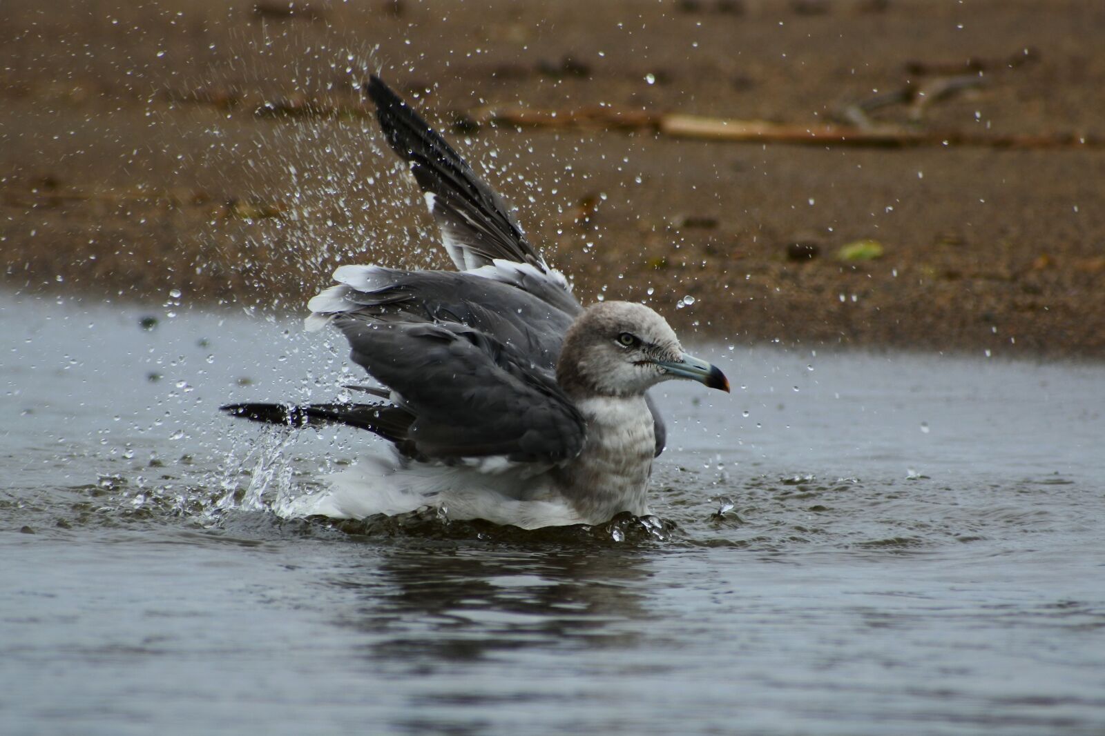 VR 70-300mm f/4.5-6.3G sample photo. Animal, sea, beach photography