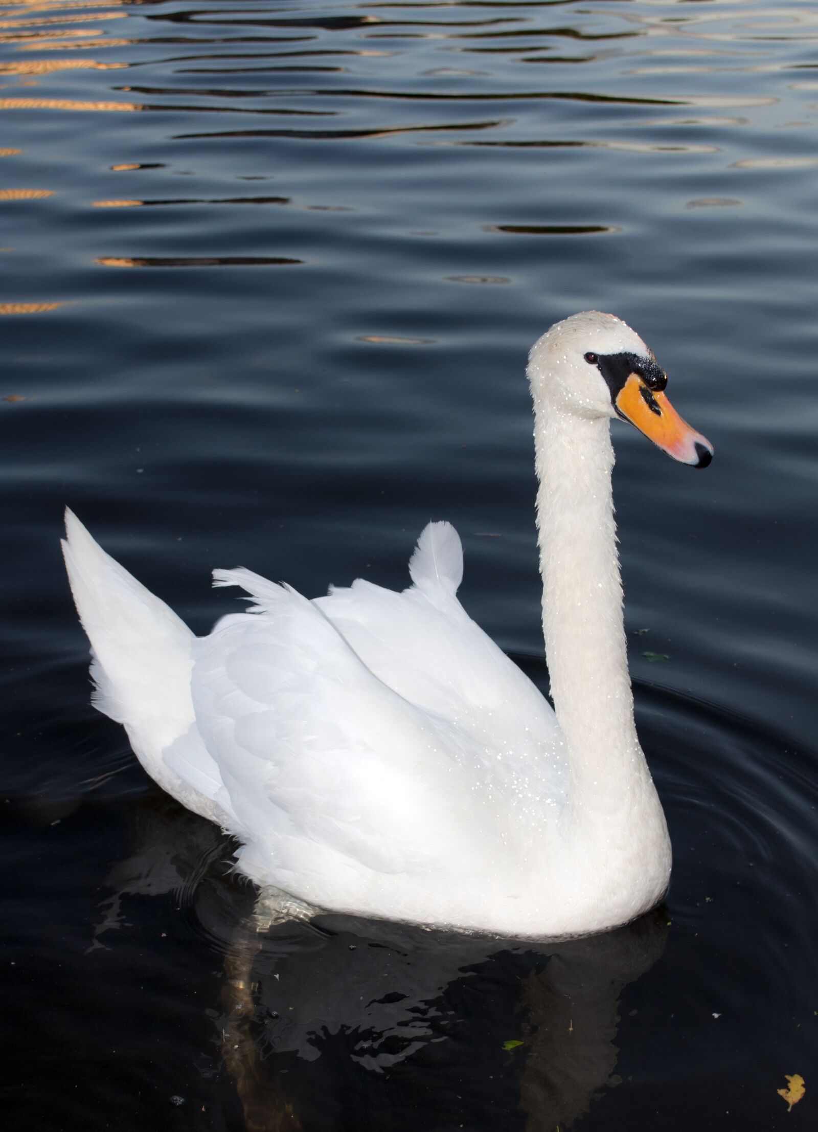 Nikon D90 sample photo. Swan, river, water photography