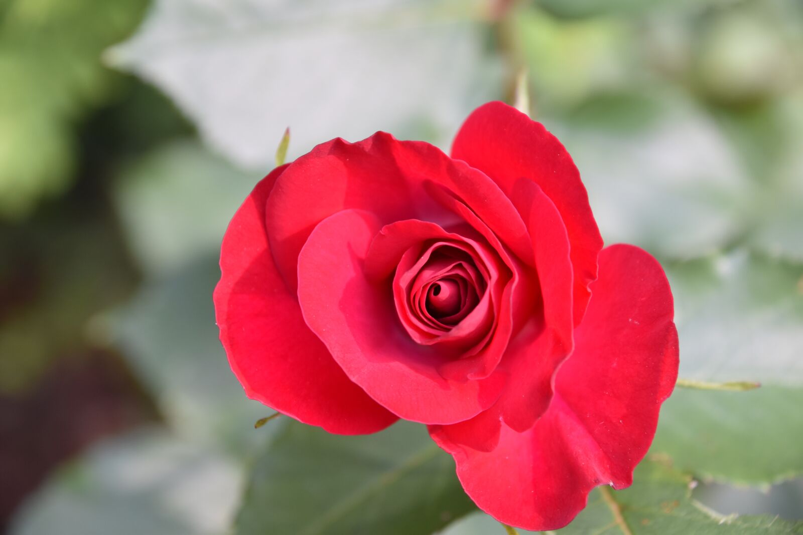 Nikon D5600 sample photo. Pink, garden, flower photography