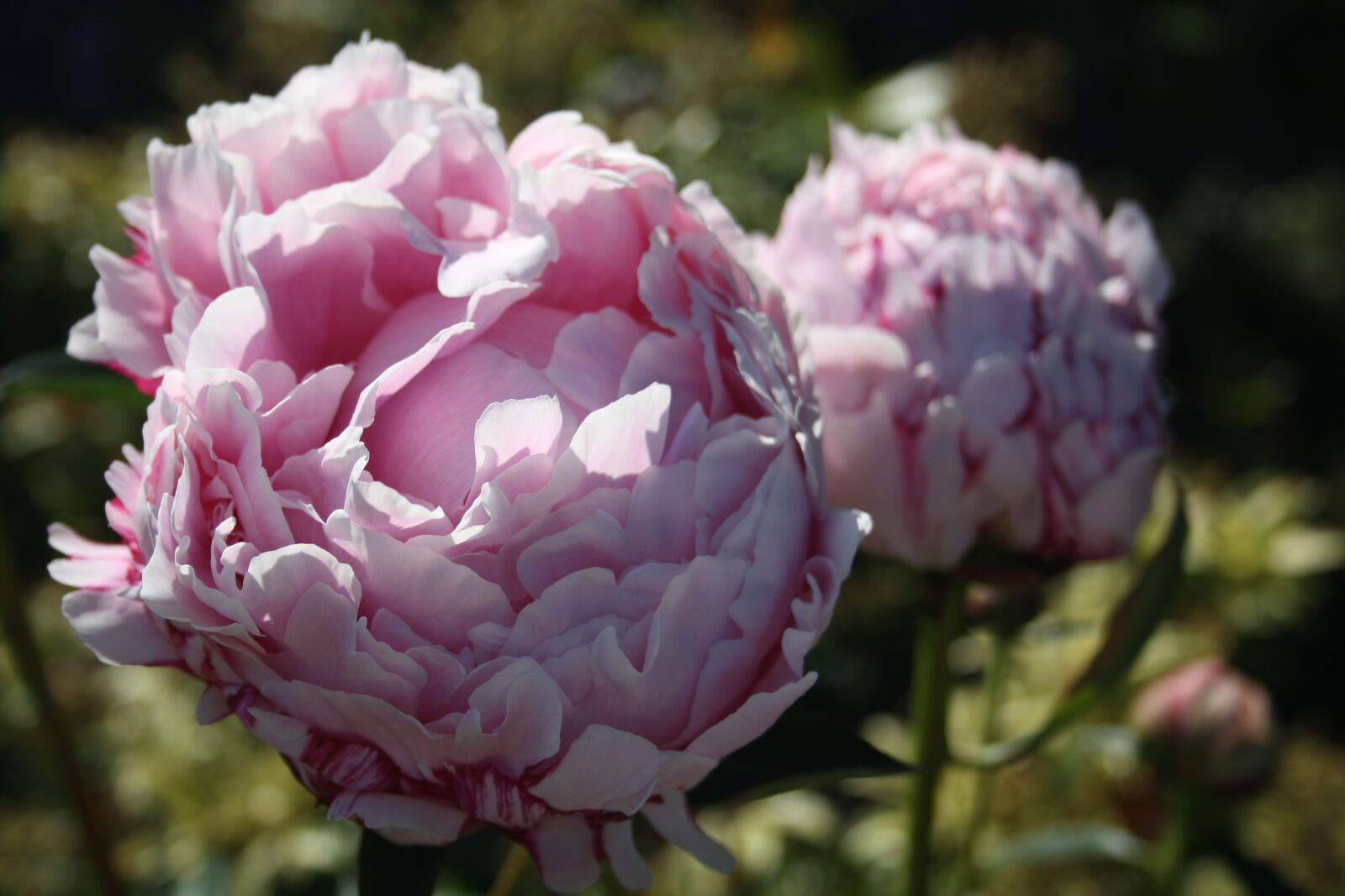 Canon EOS 1000D (EOS Digital Rebel XS / EOS Kiss F) sample photo. Bloom, peony, garden photography