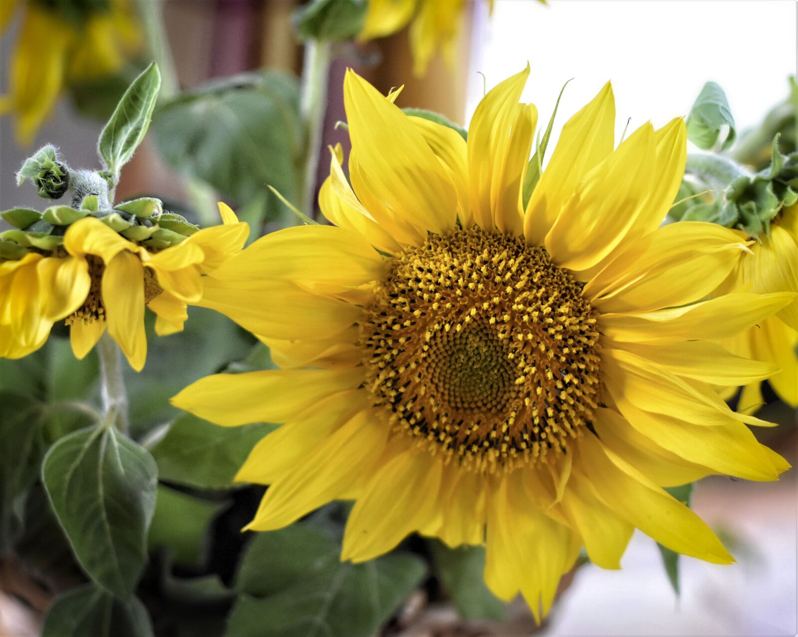 Nikon D7200 sample photo. Sunflower, plant, yellow photography