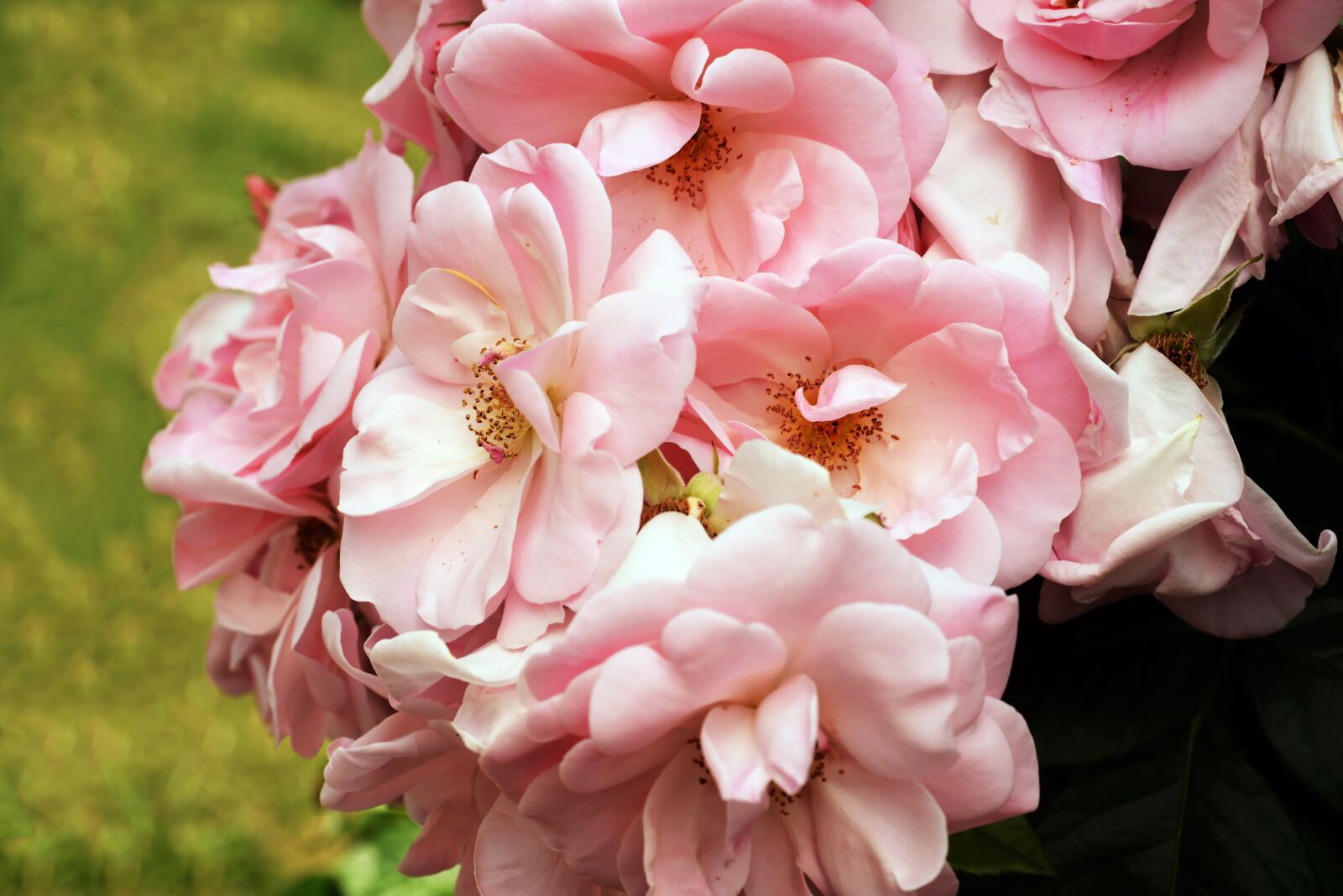 Nikon D800 sample photo. Rose, flower, nature photography