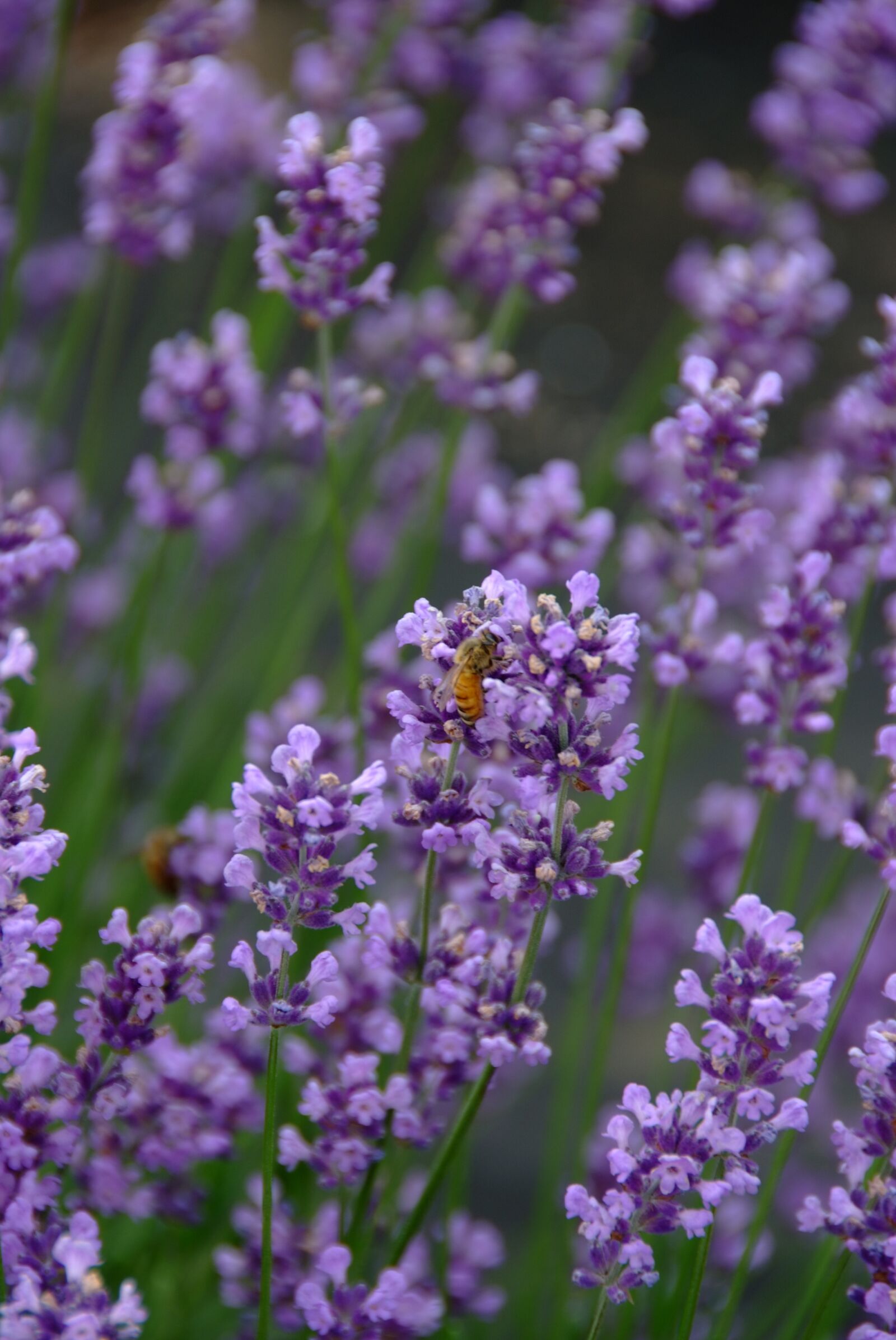 Fujifilm FinePix S5 Pro sample photo. Lavender, nature, flowers photography