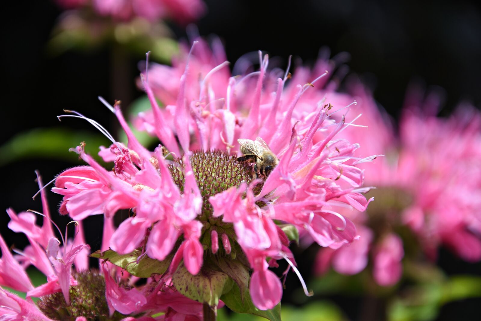 Nikon D3400 sample photo. Pink, flower, garden photography
