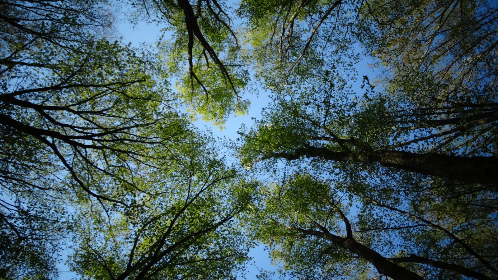 Sony Cyber-shot DSC-HX300 sample photo. Tree, forest, sky photography