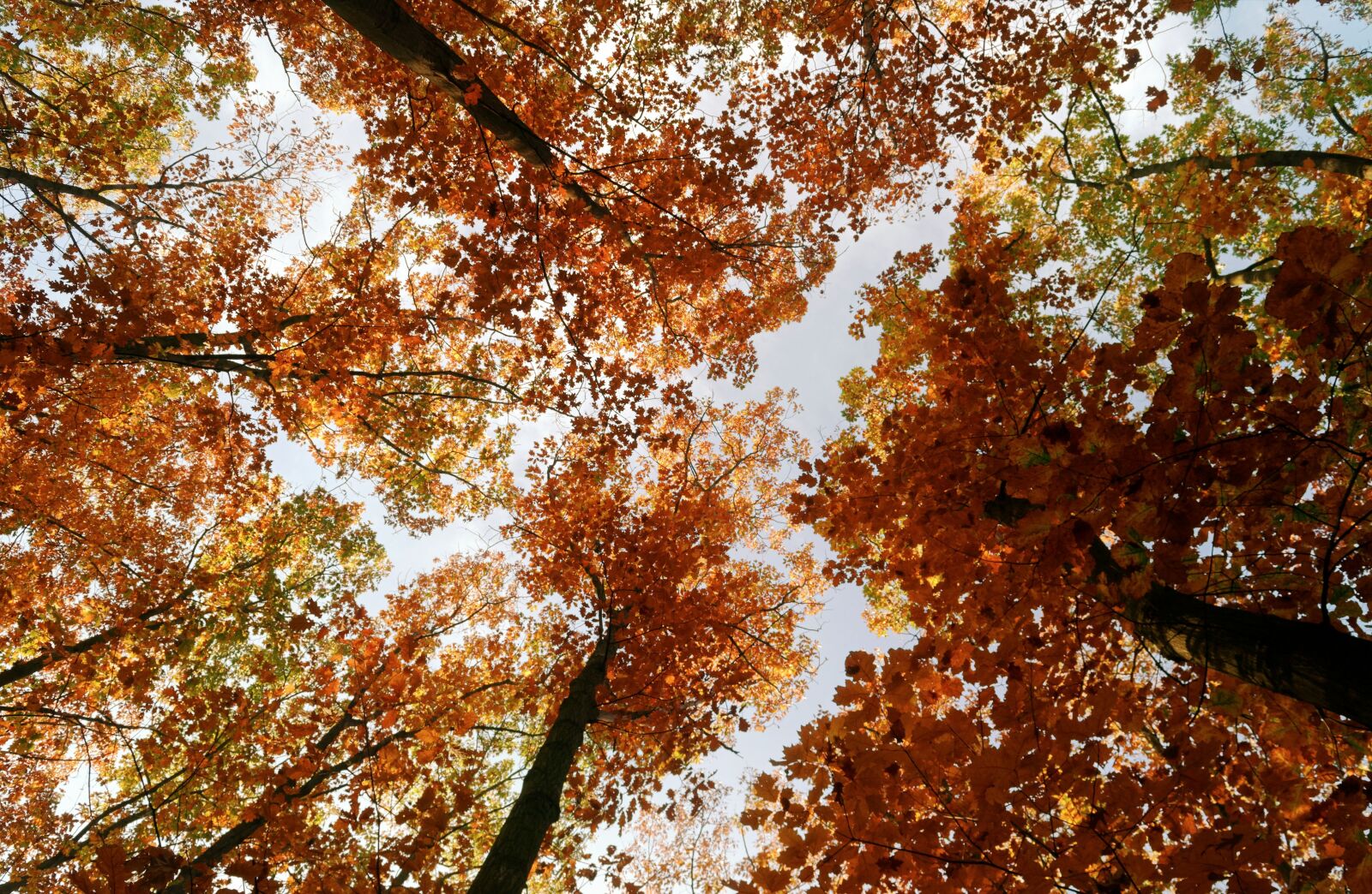 Nikon D3100 sample photo. Trees, branches, leaves photography