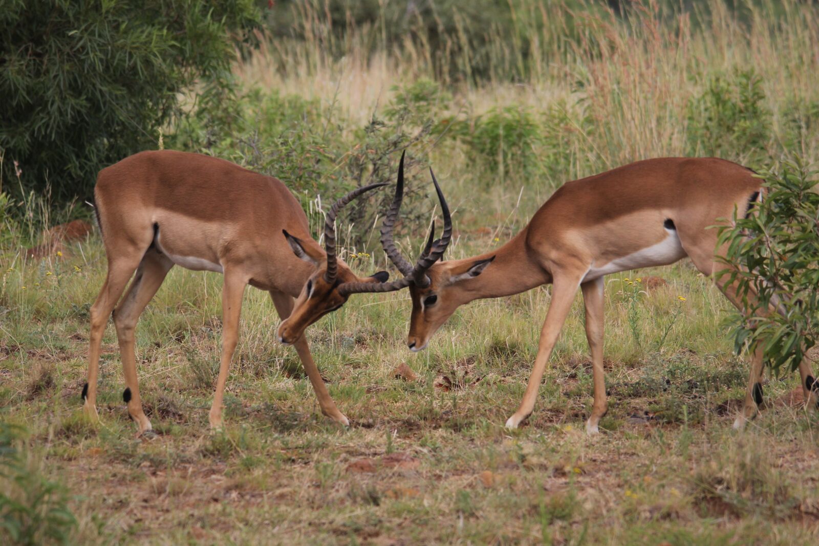 Canon EOS 60D sample photo. Impala, red, ram photography