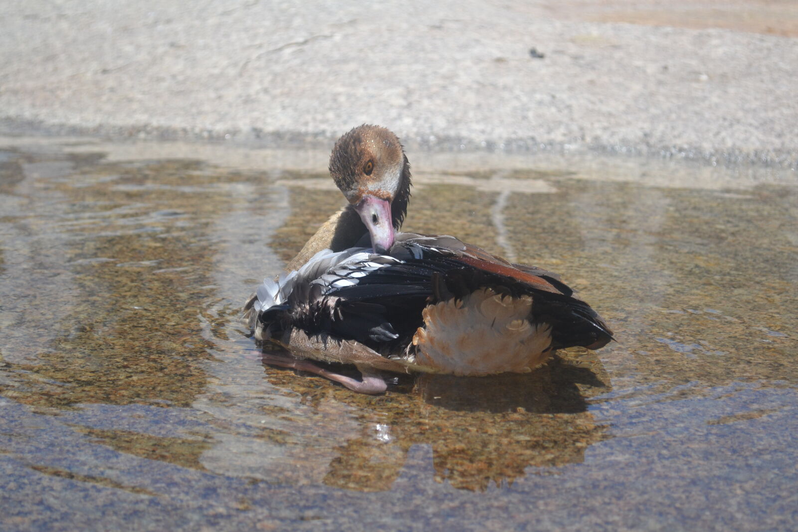 Nikon D3100 sample photo. Egyptian, goose photography