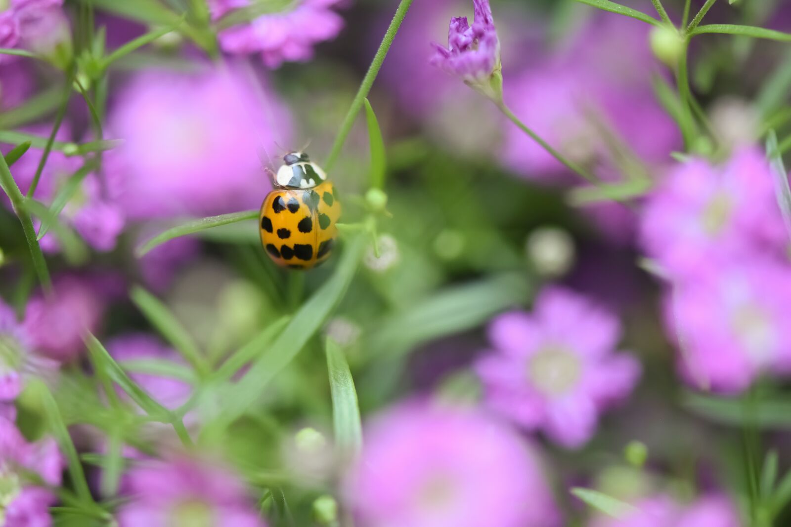 Nikon D7200 sample photo. Ladybug, flowers, insect photography