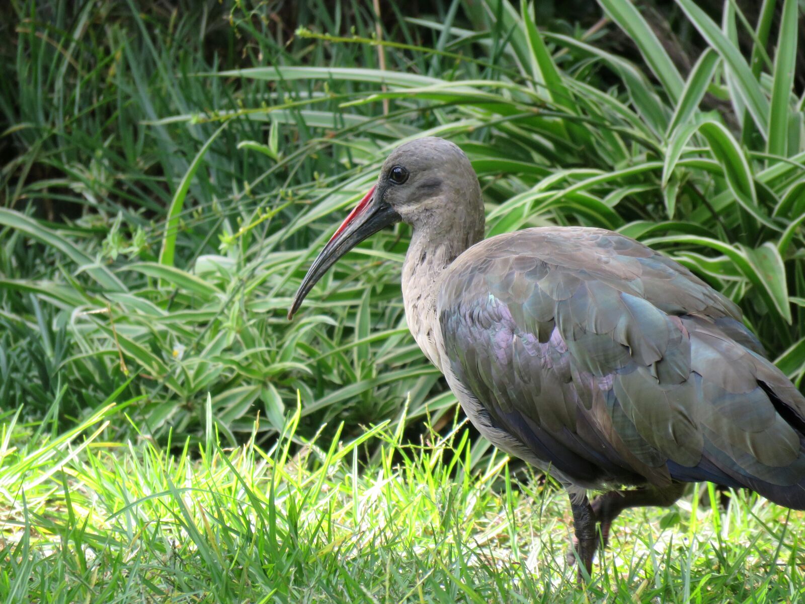 Canon PowerShot SX60 HS sample photo. Bird, hadeda, hadeda ibis photography