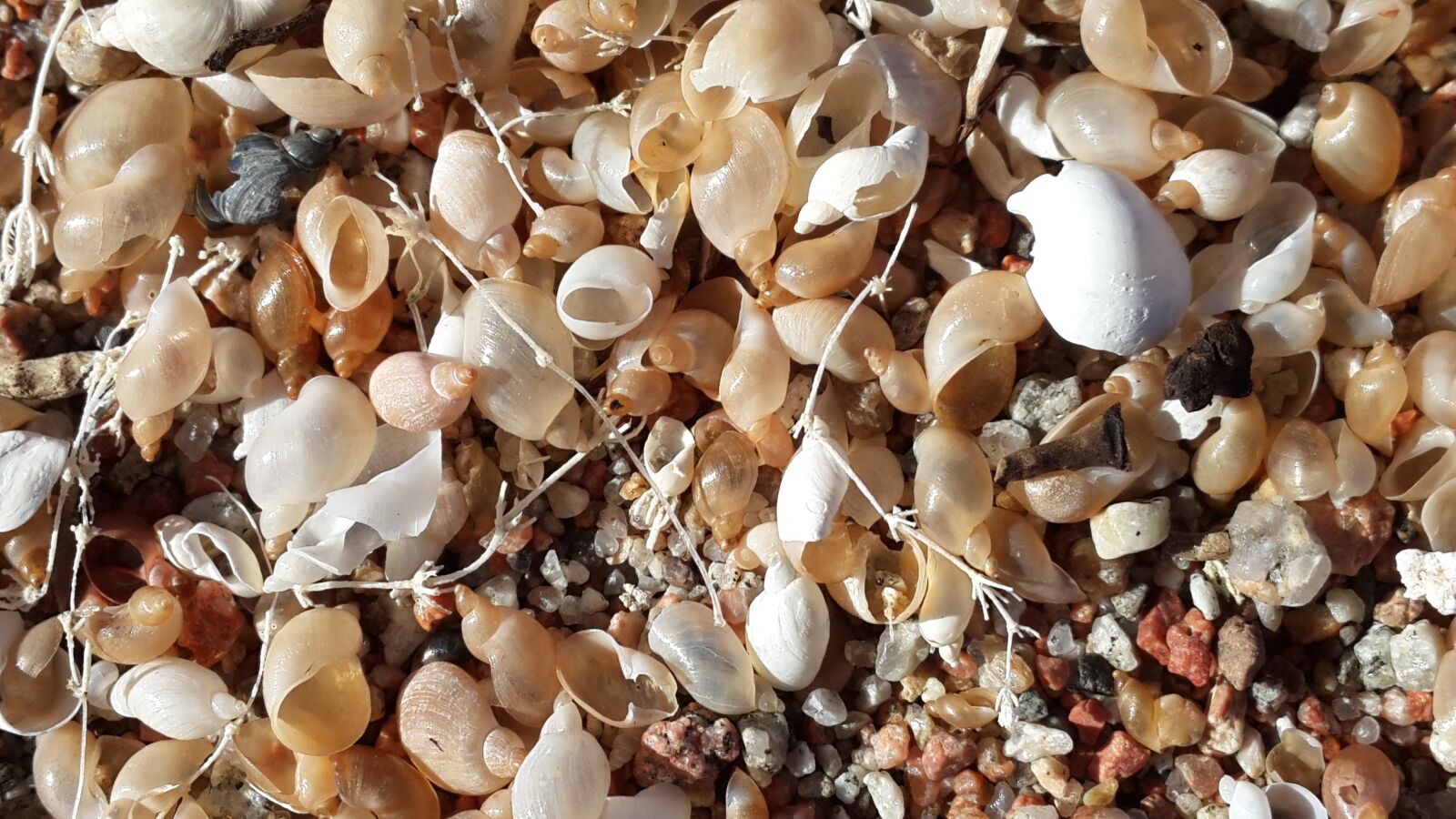 Samsung Galaxy S4 sample photo. Seashells, beach, shell photography