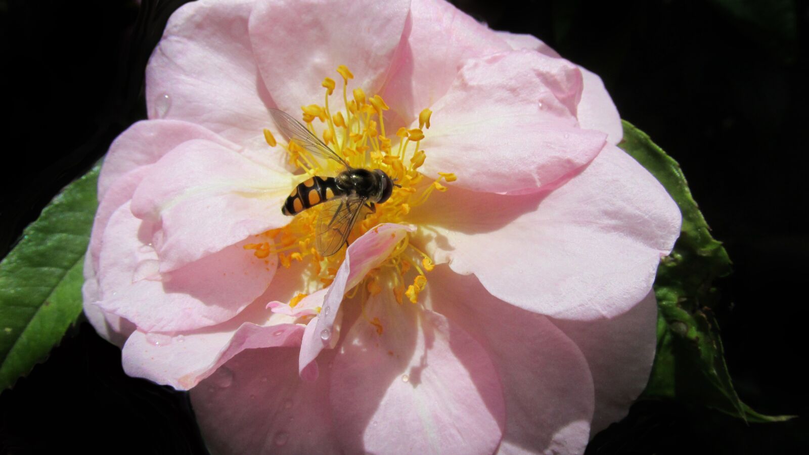 Canon PowerShot SX170 IS sample photo. Hover fly, insect, pink photography