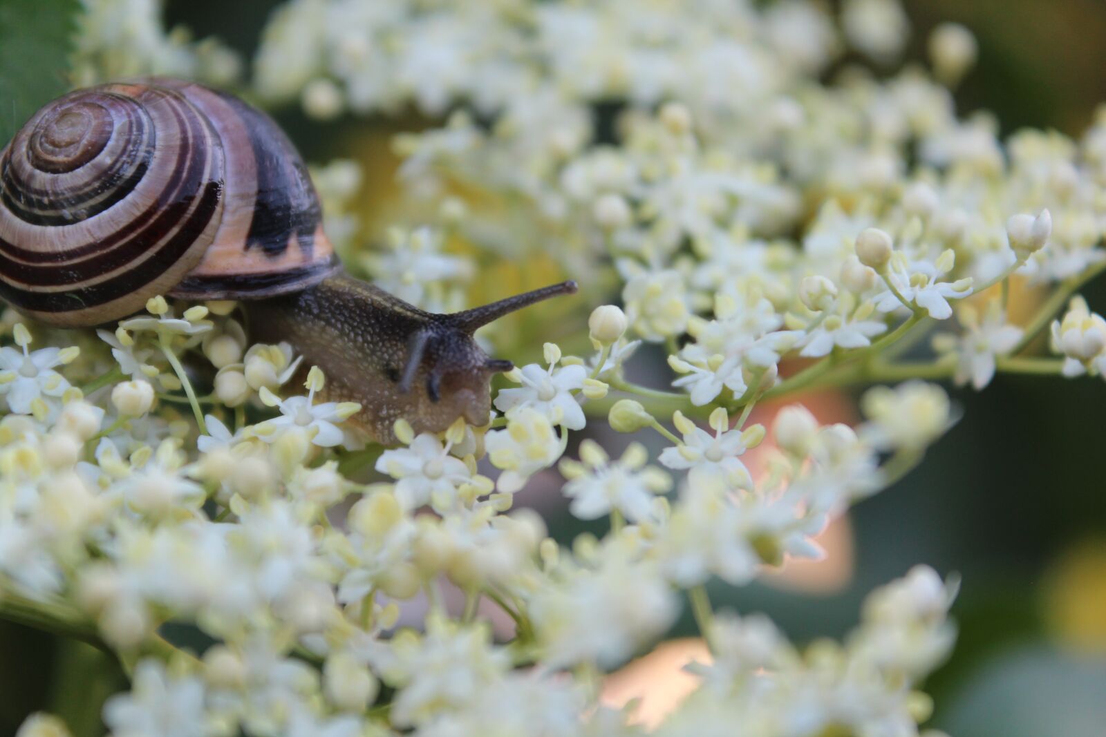 Canon EOS 600D (Rebel EOS T3i / EOS Kiss X5) sample photo. Snail, flowers, flowering photography