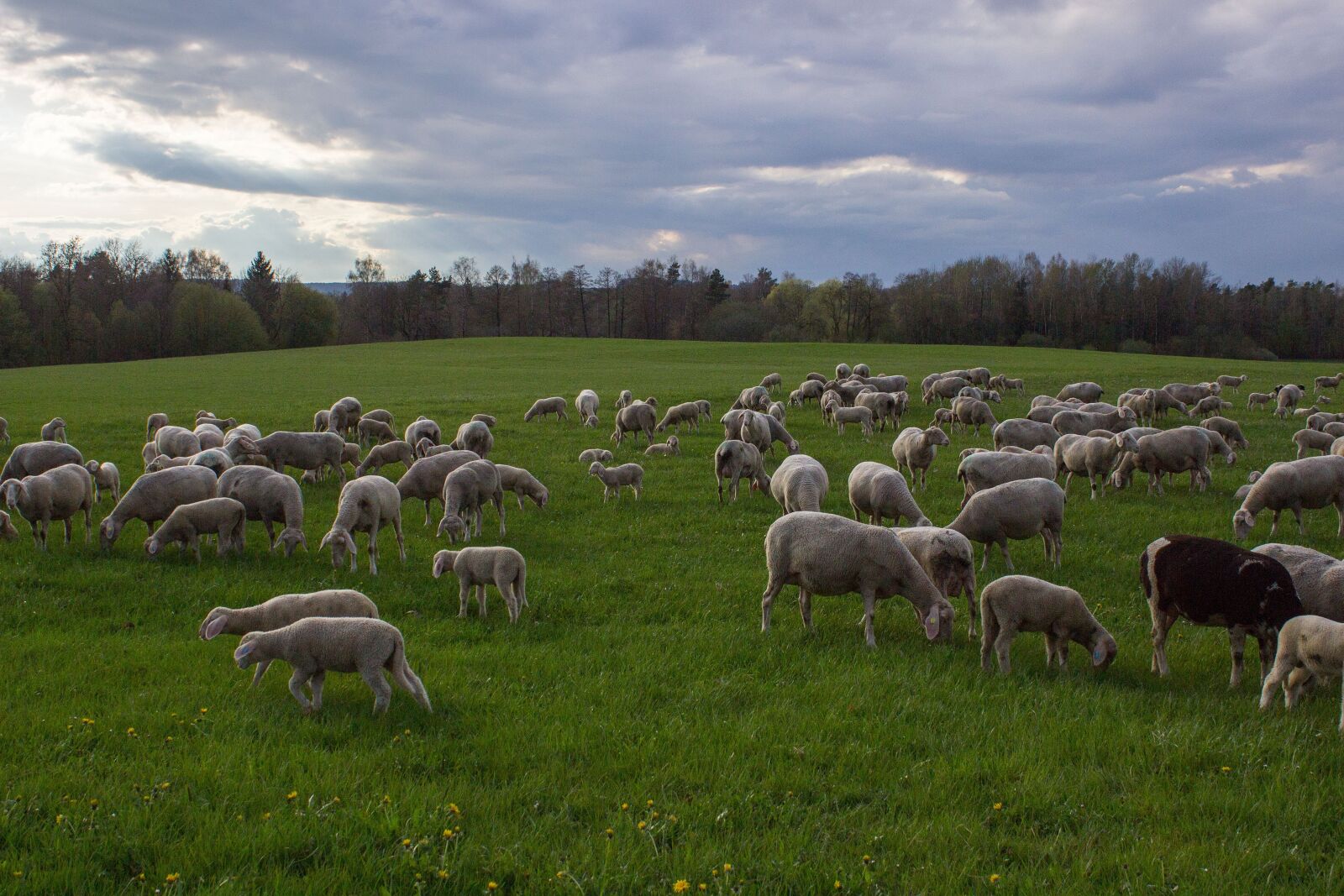 Canon EOS 600D (Rebel EOS T3i / EOS Kiss X5) sample photo. Sheep, pasture, flock photography